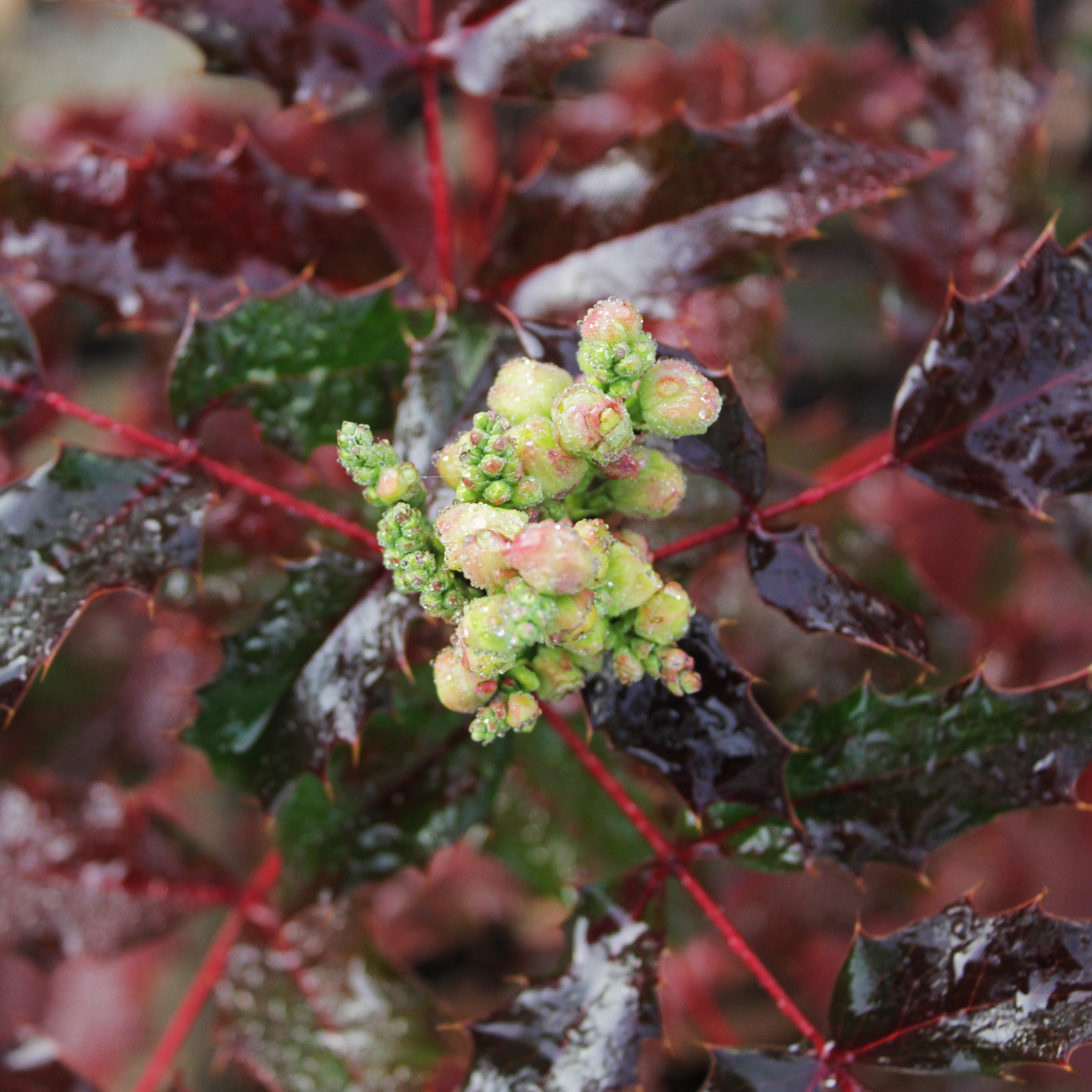 A beautiful image of oregon grape in bloom