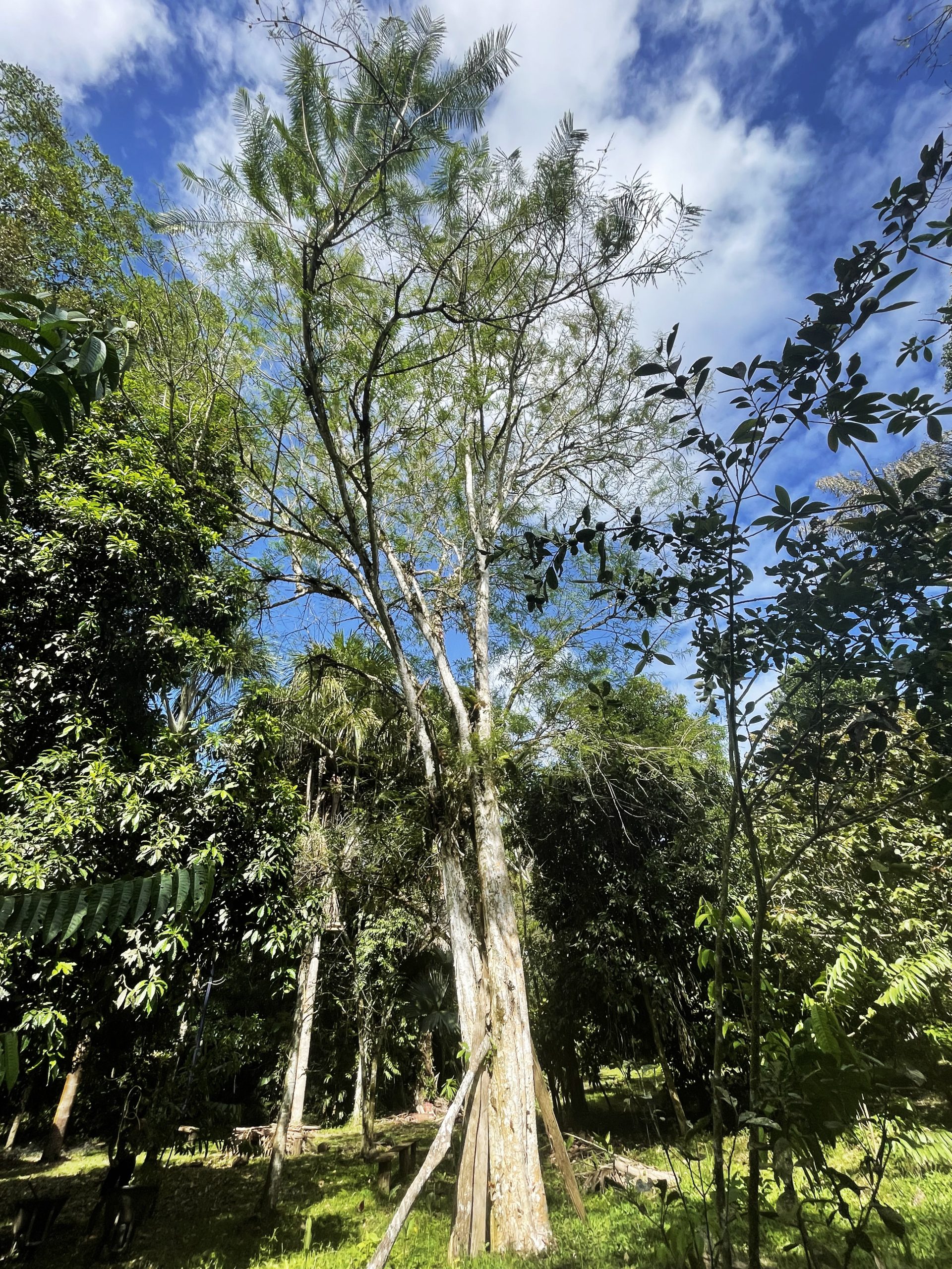 Tall amla tree in Costa Rica.