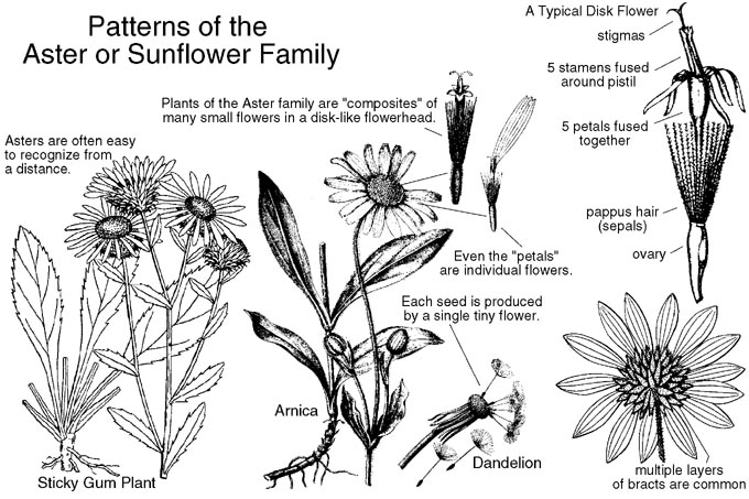 Asteraceae
