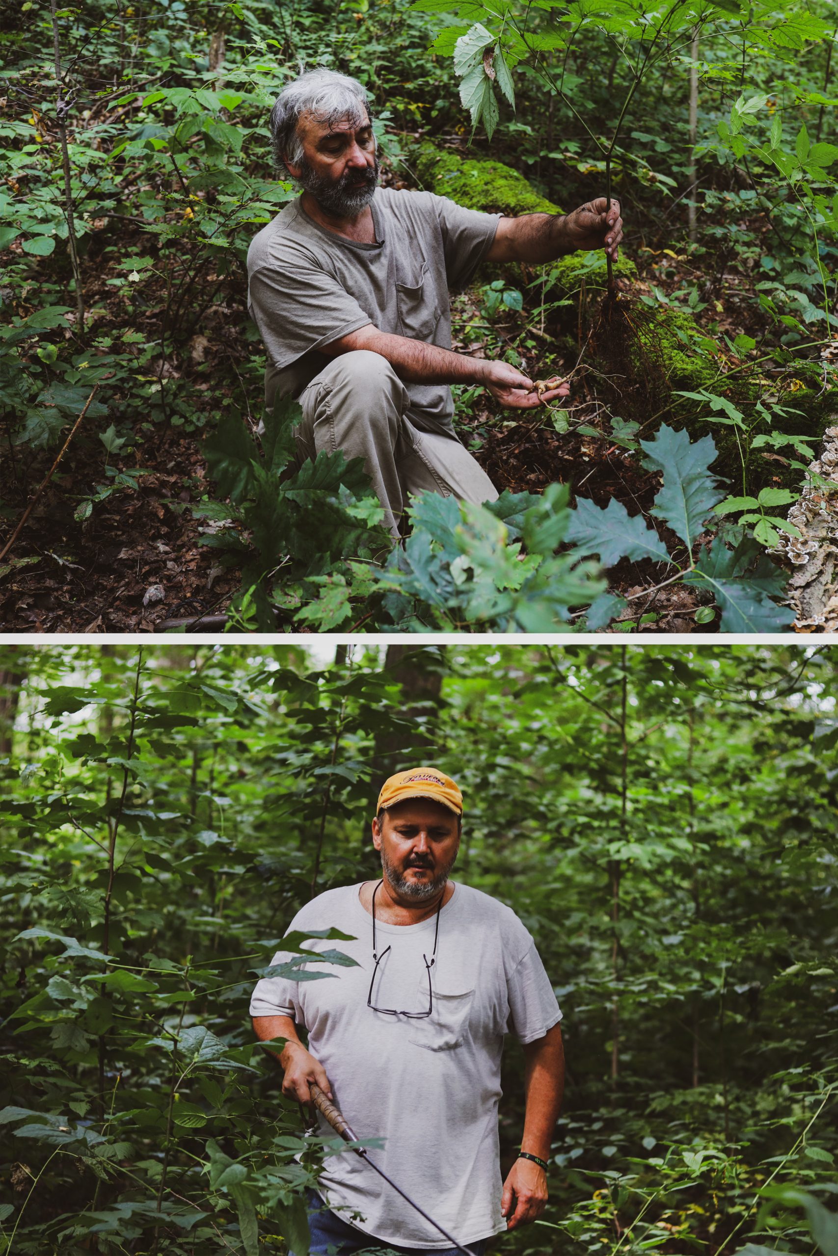Ginseng farmers harvesting in Pennsylvania forest-farm.