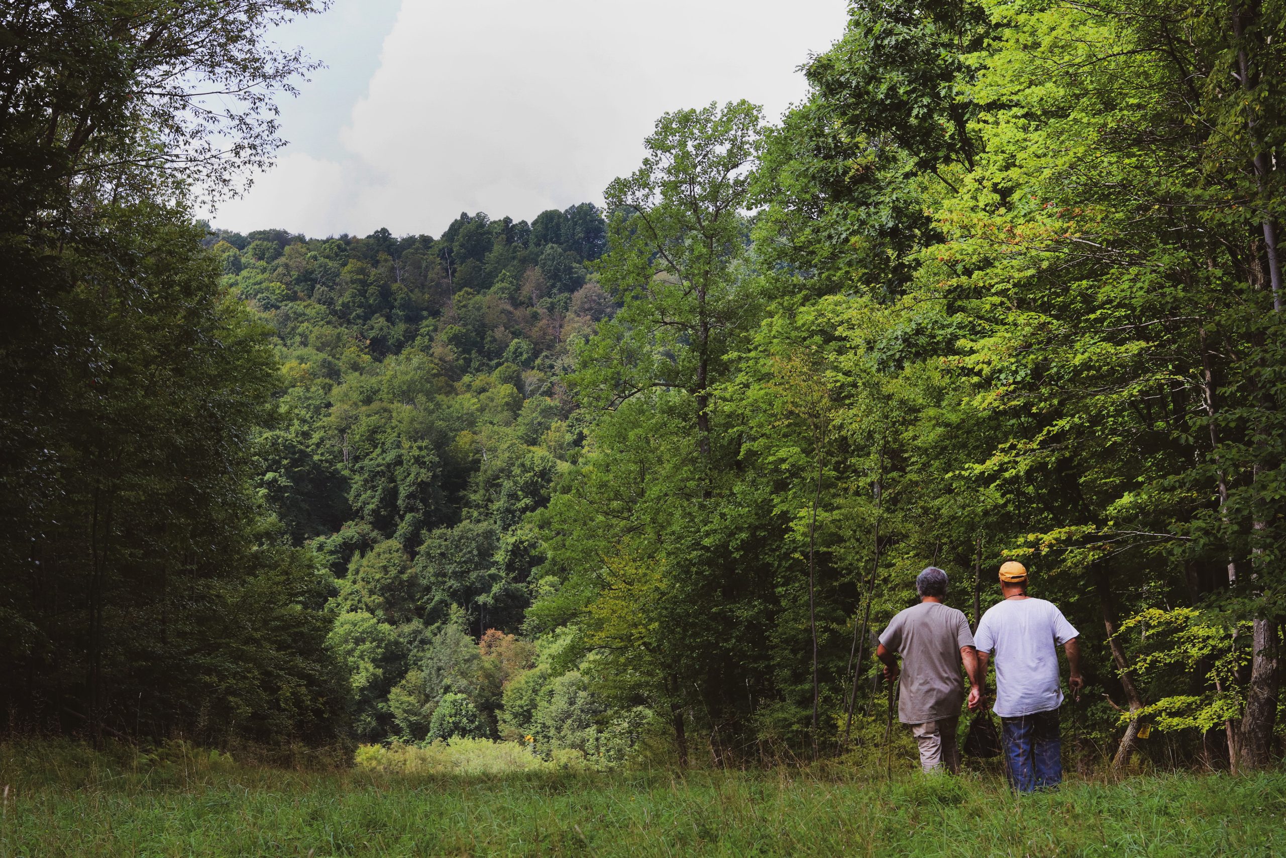 Ginseng forest farm landscape in Pennsylvania.