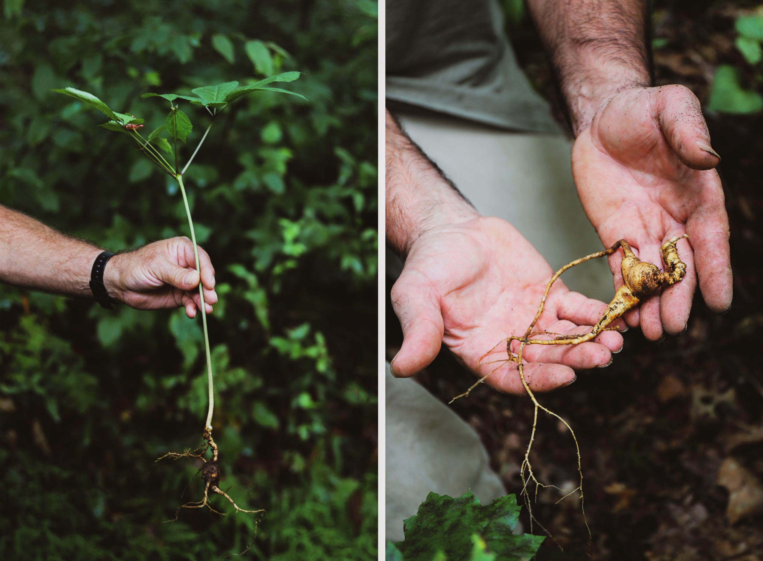 Forest grown ginseng being identified and harvested