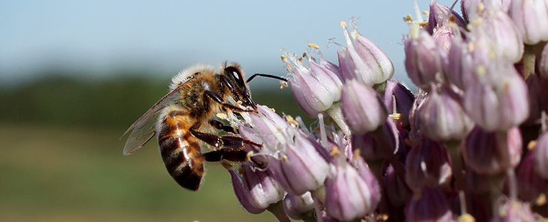 The Importance of Continuous Blooms Amidst Changing Climate