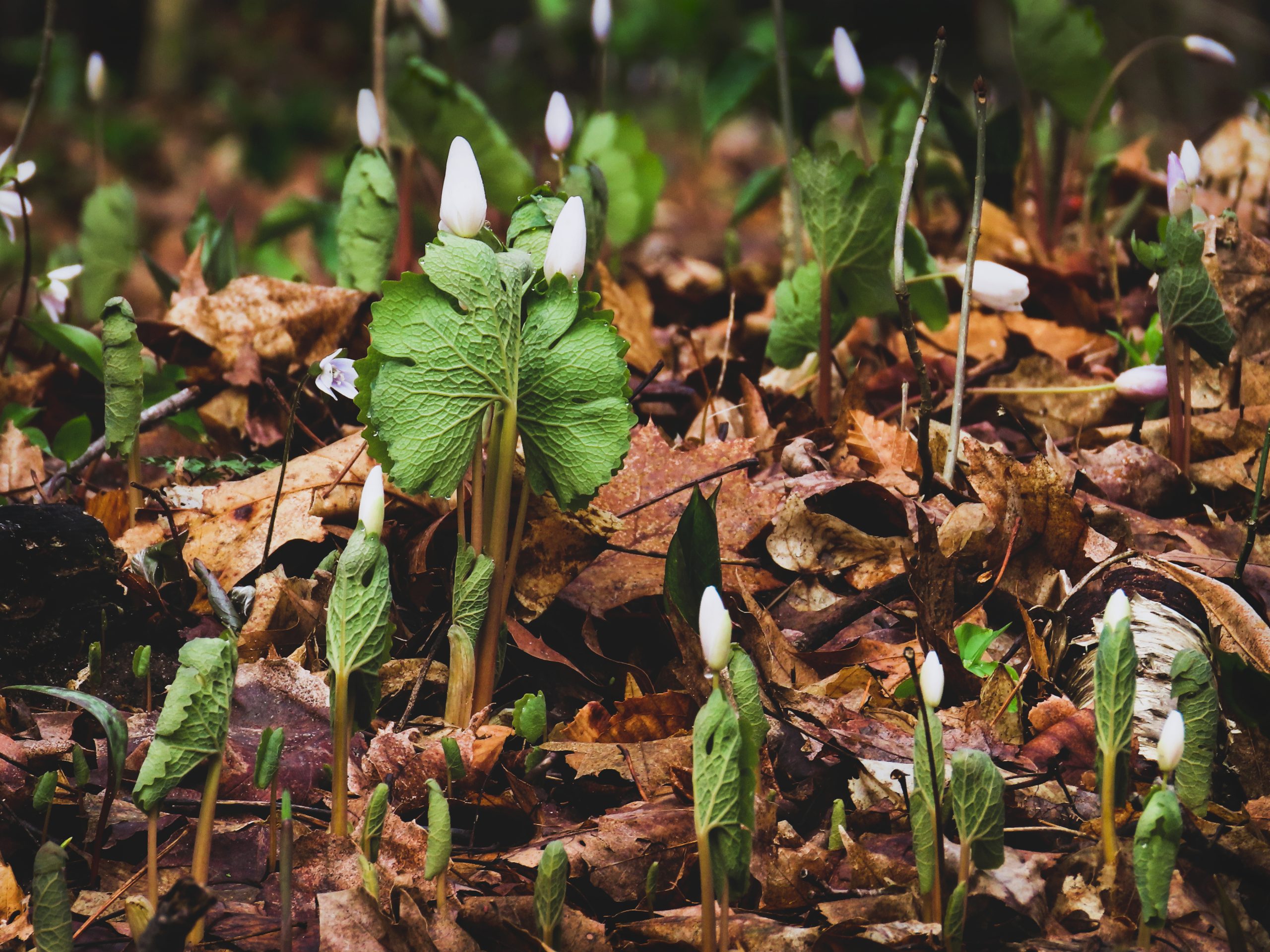 Wild bloodroot ready to flower