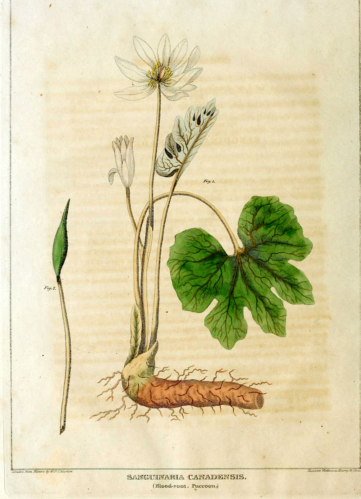 Vintage illustration of bloodroot