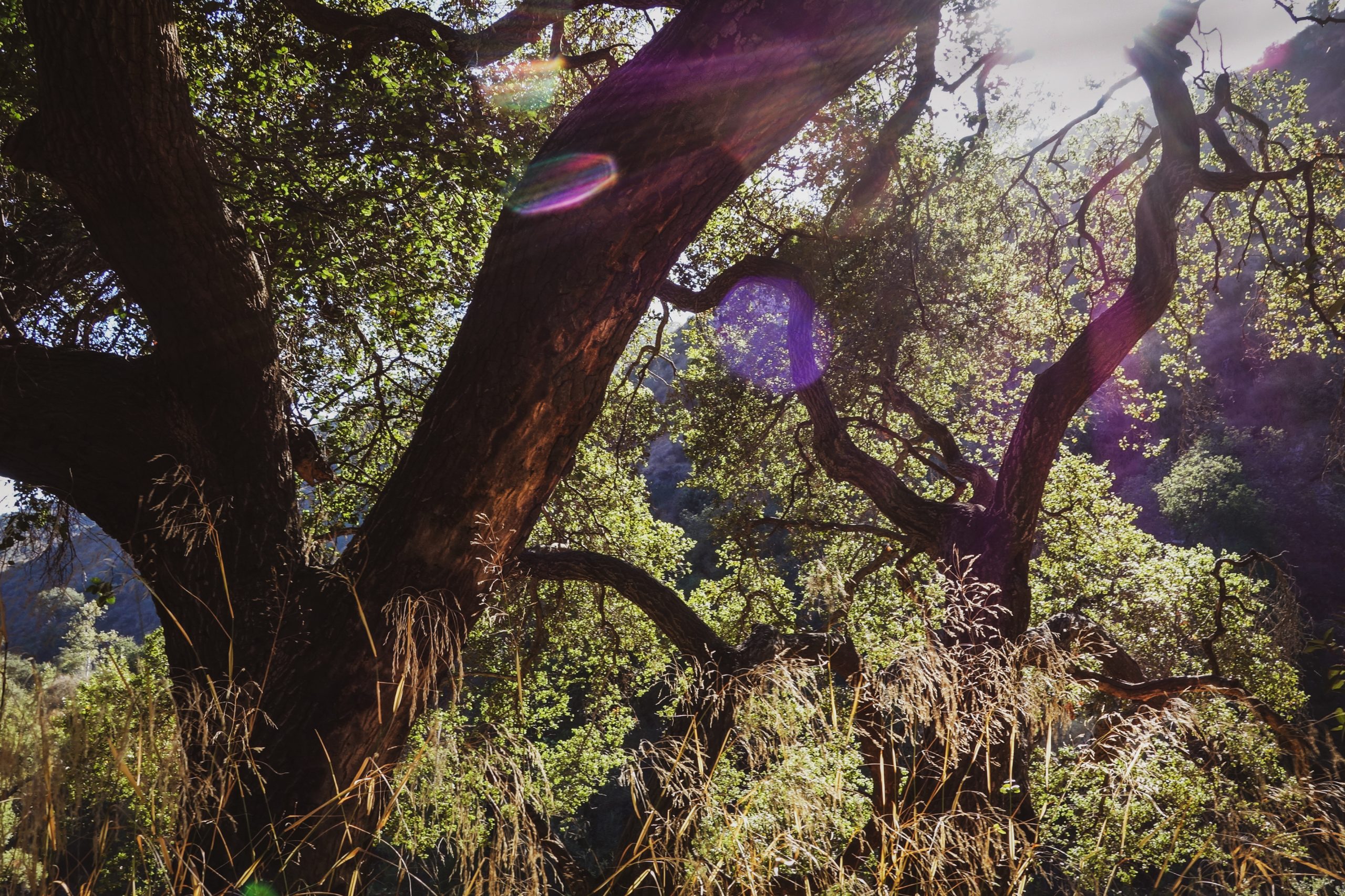 Breathing Easily Through Fire Season-Oaks