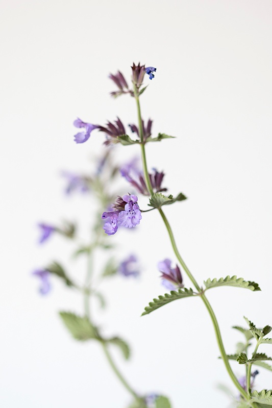 DIY: Herbal Repellent Recipes