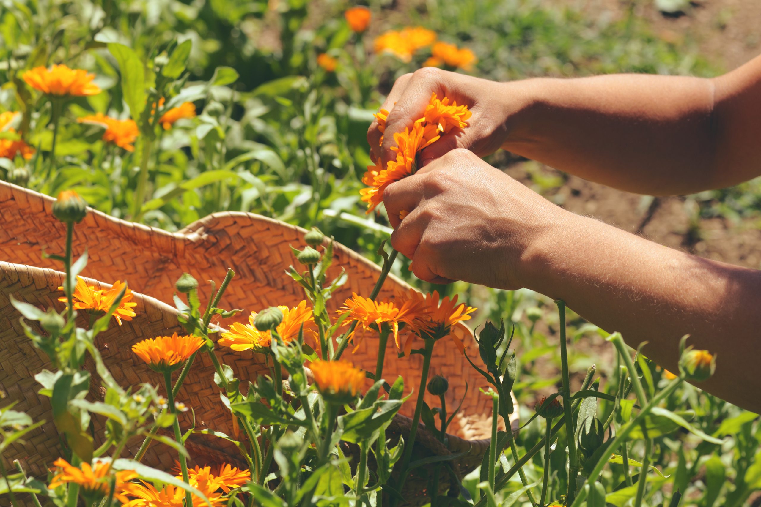 Two hands harvesting calendula flowers in the sunshine