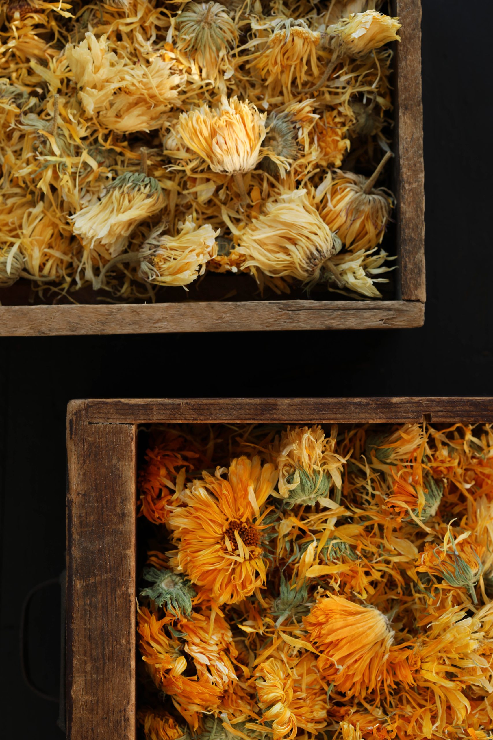 Calendula flowers can range from pale yellow to vibrant orange in color. A variety of reasons will affect the finished harvest of a plant, including weather, timing, location, and more.
