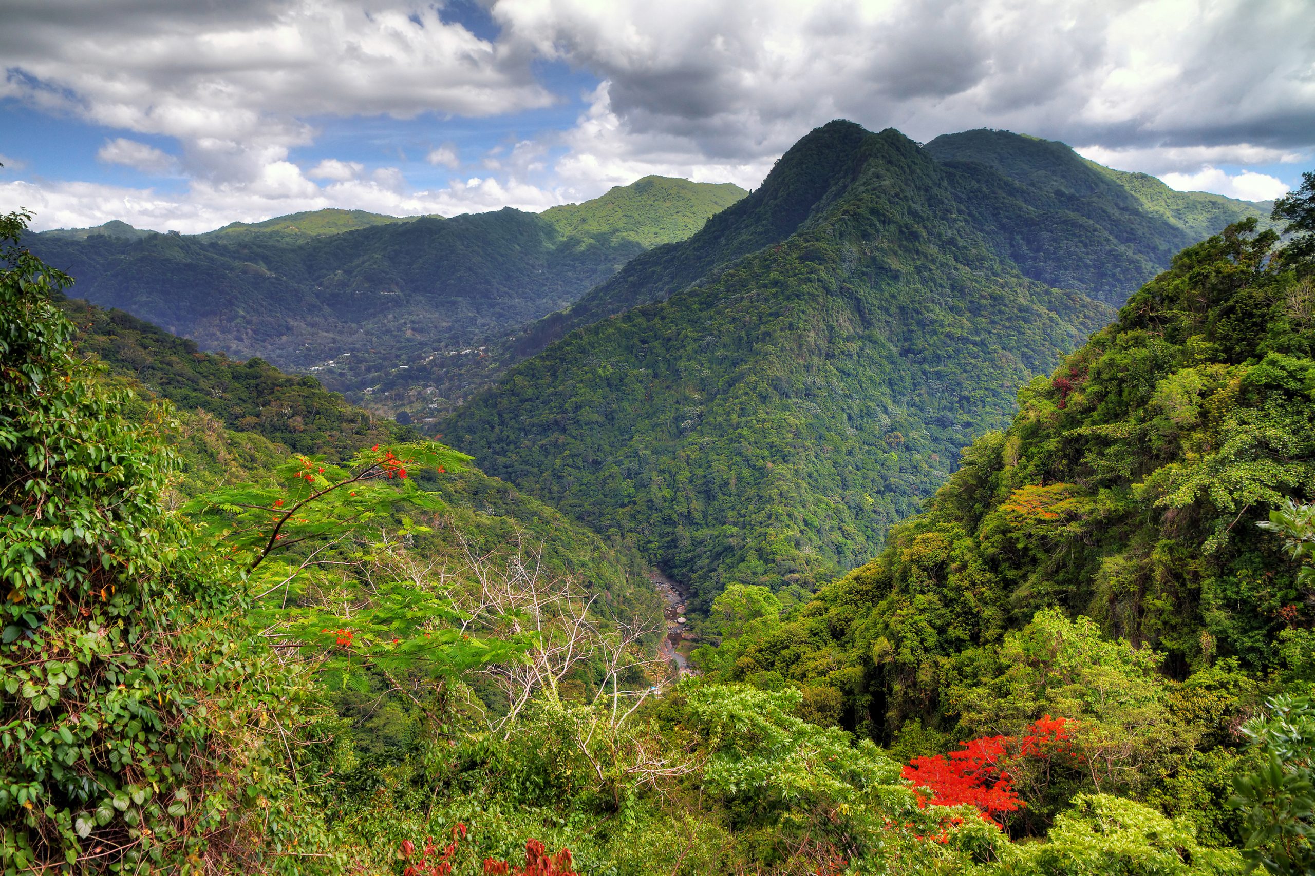 Carribean Forest