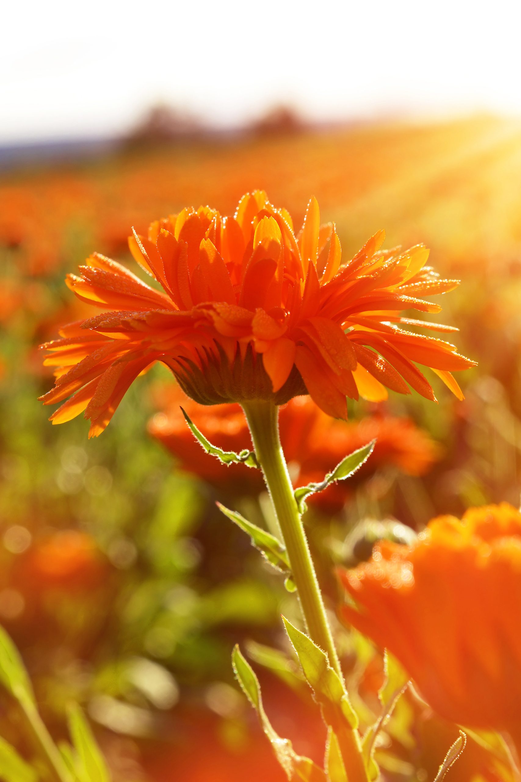 A dewy calendula flower in the newly risen sunlight