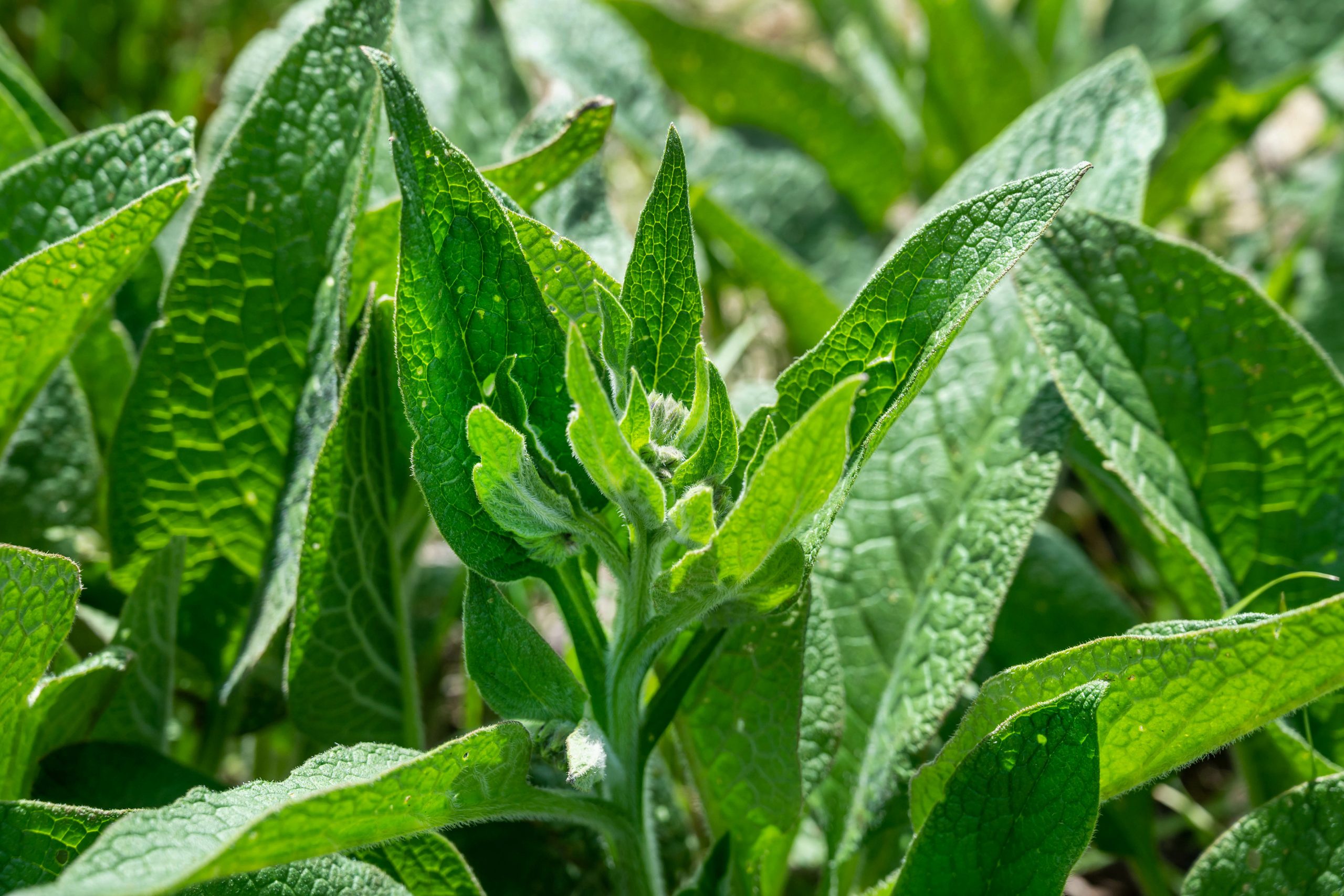 Lush green comfrey leaves growing in the sunshine