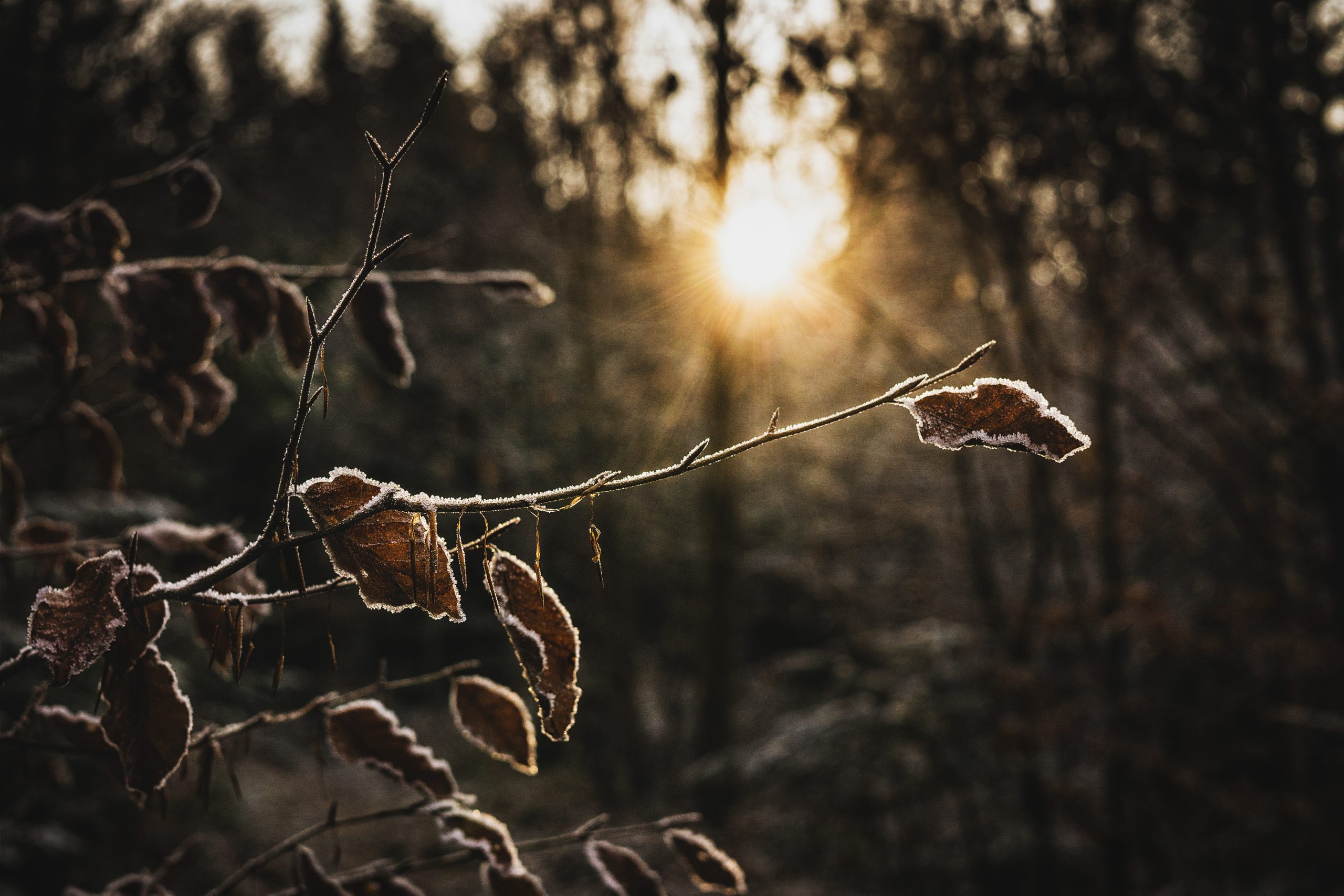 An icy branch glistens in the sunlight 