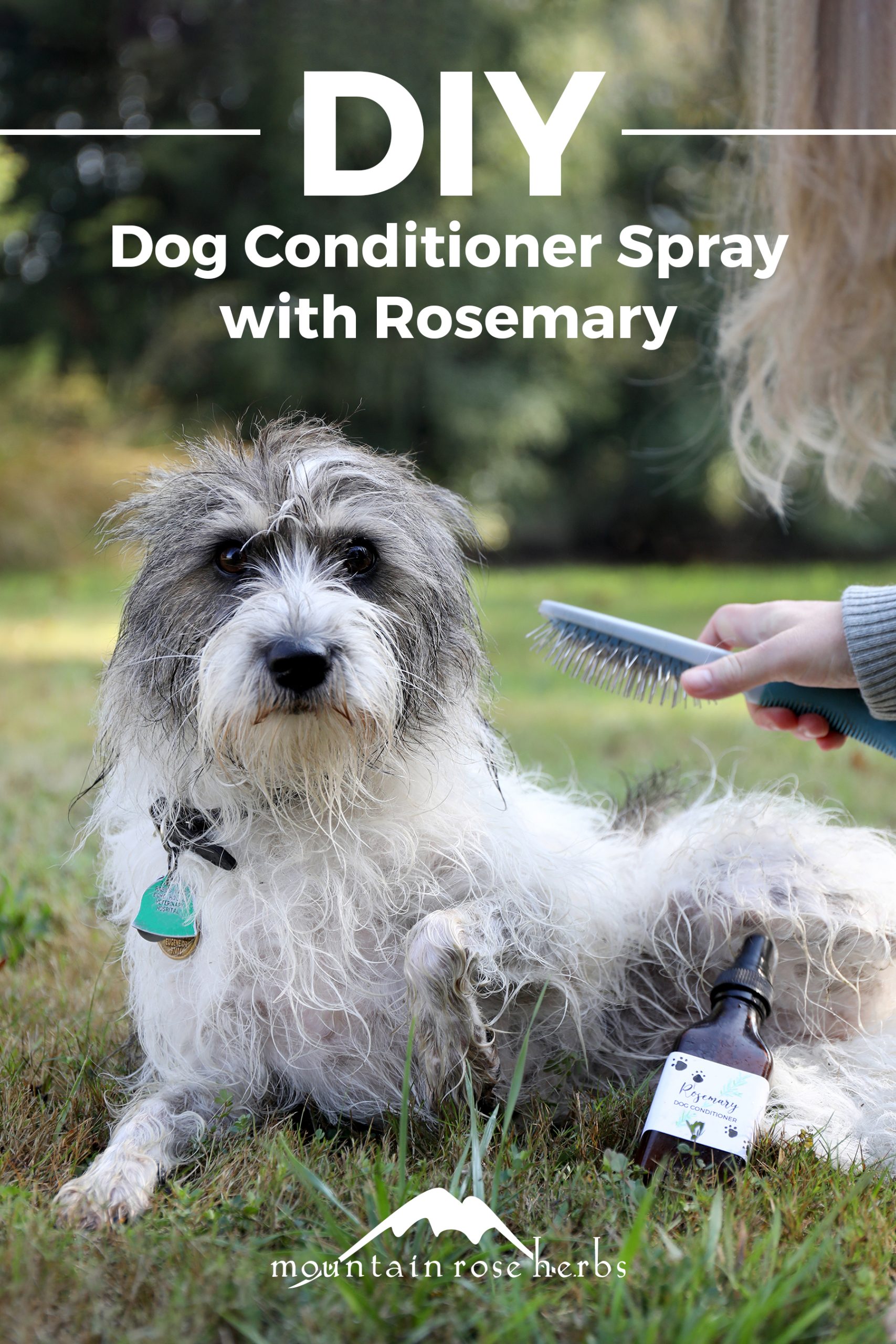 Leave-In Conditioner Recipe for Dogs Pinterest pin for Mountain Rose Herbs