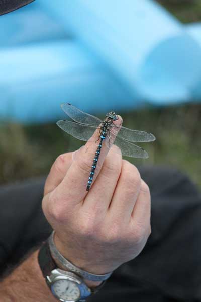 Dragonfly