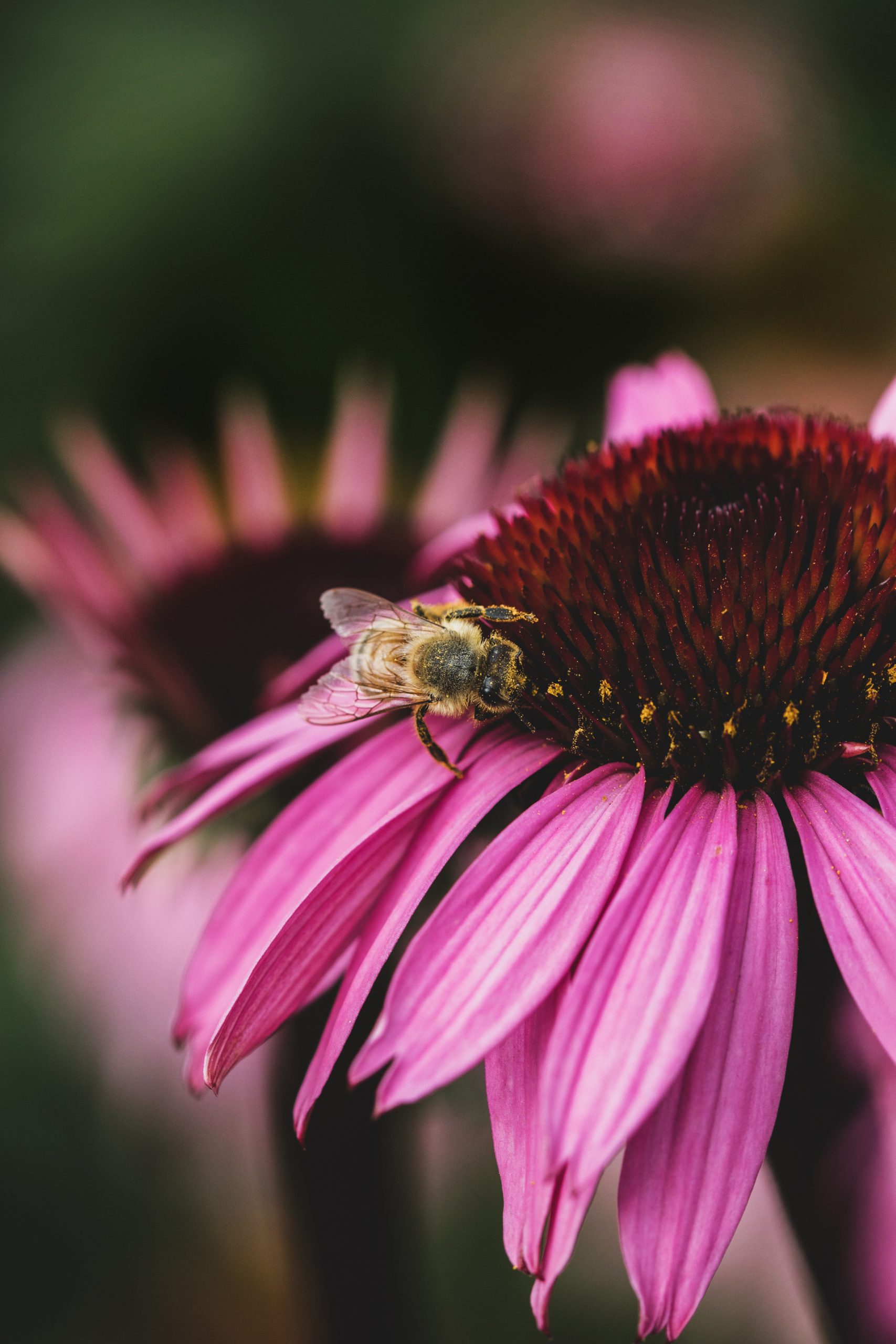 Echinacea HR-1