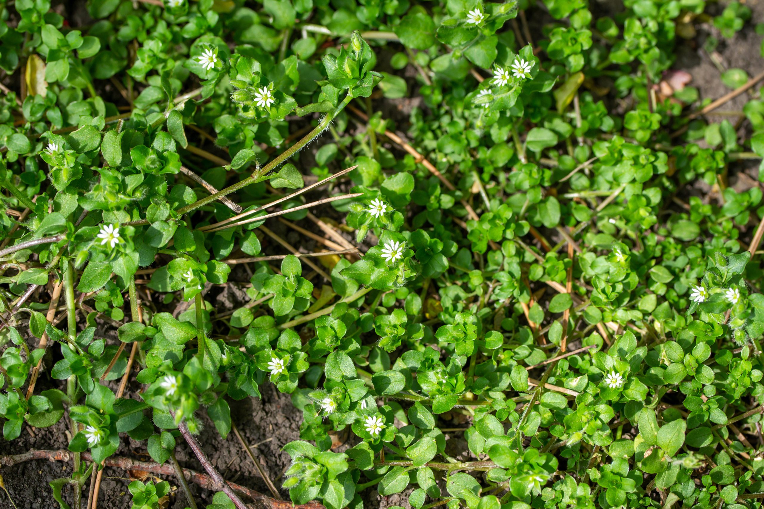 Vibrant green chickweed blooms 