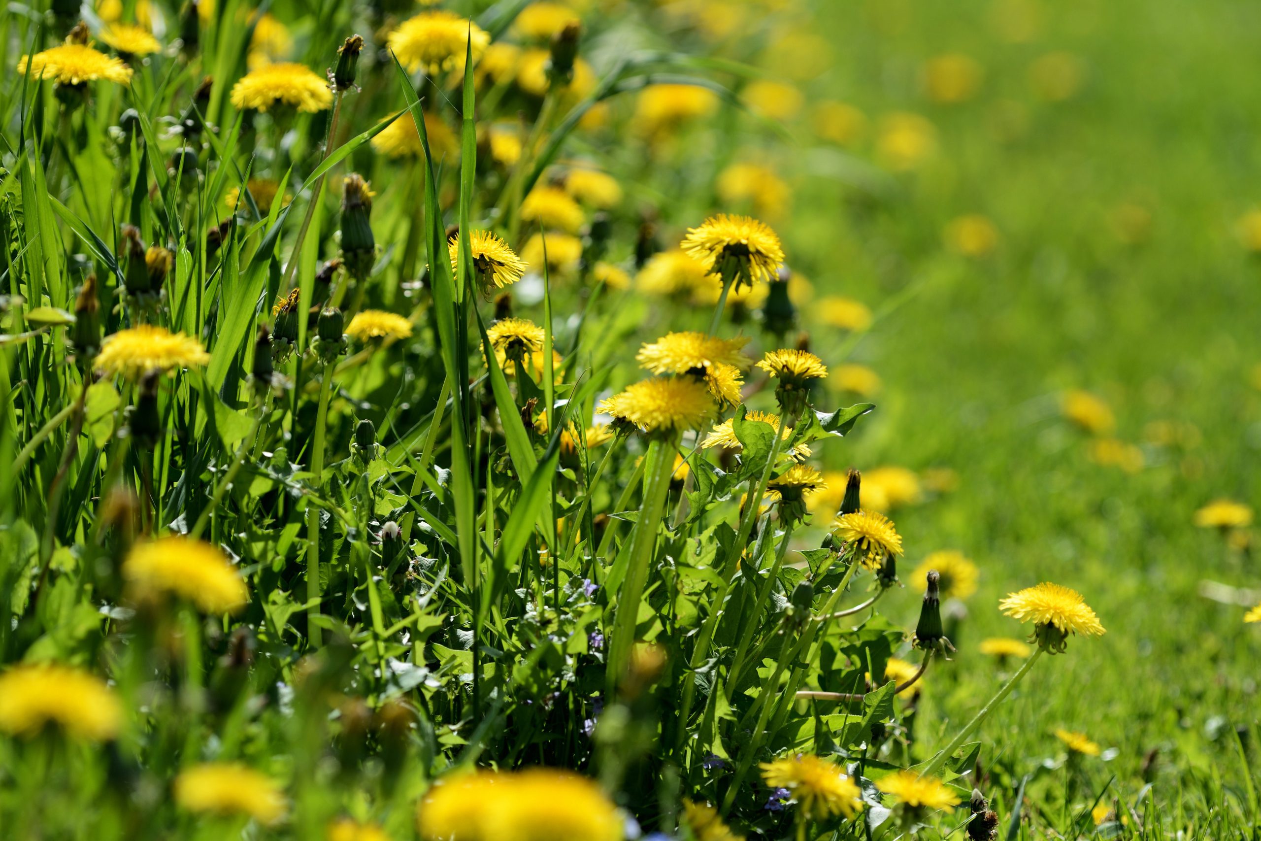 Dandelion flowers glow golden in the sunlight