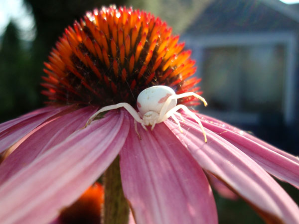 Echinacea closeup with a white spider Echinacea closeup with a white spider