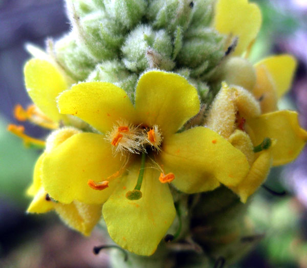 Closeup shot of mullein flower Closeup shot of mullein flower