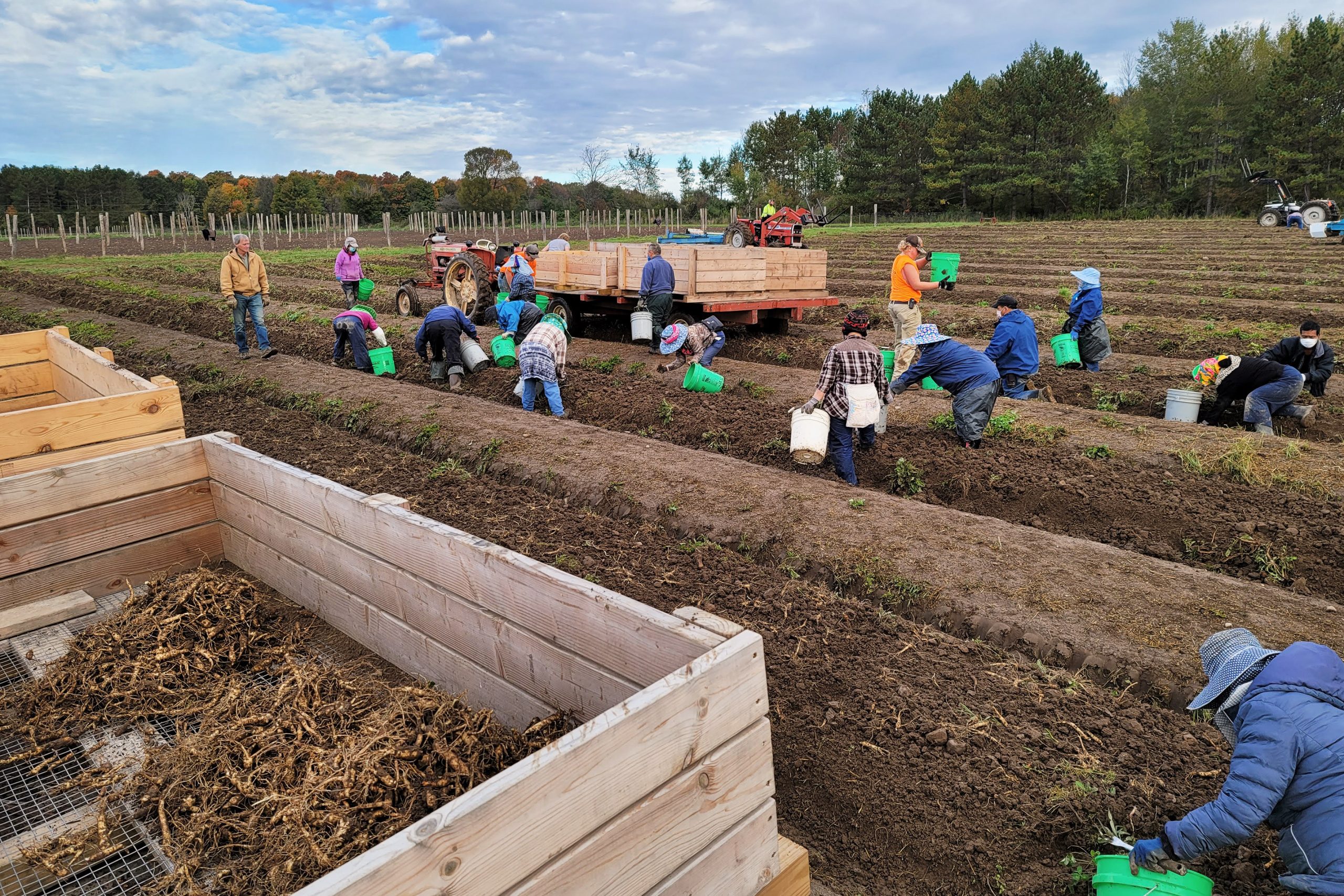 Ginseng roots are harvested by workers