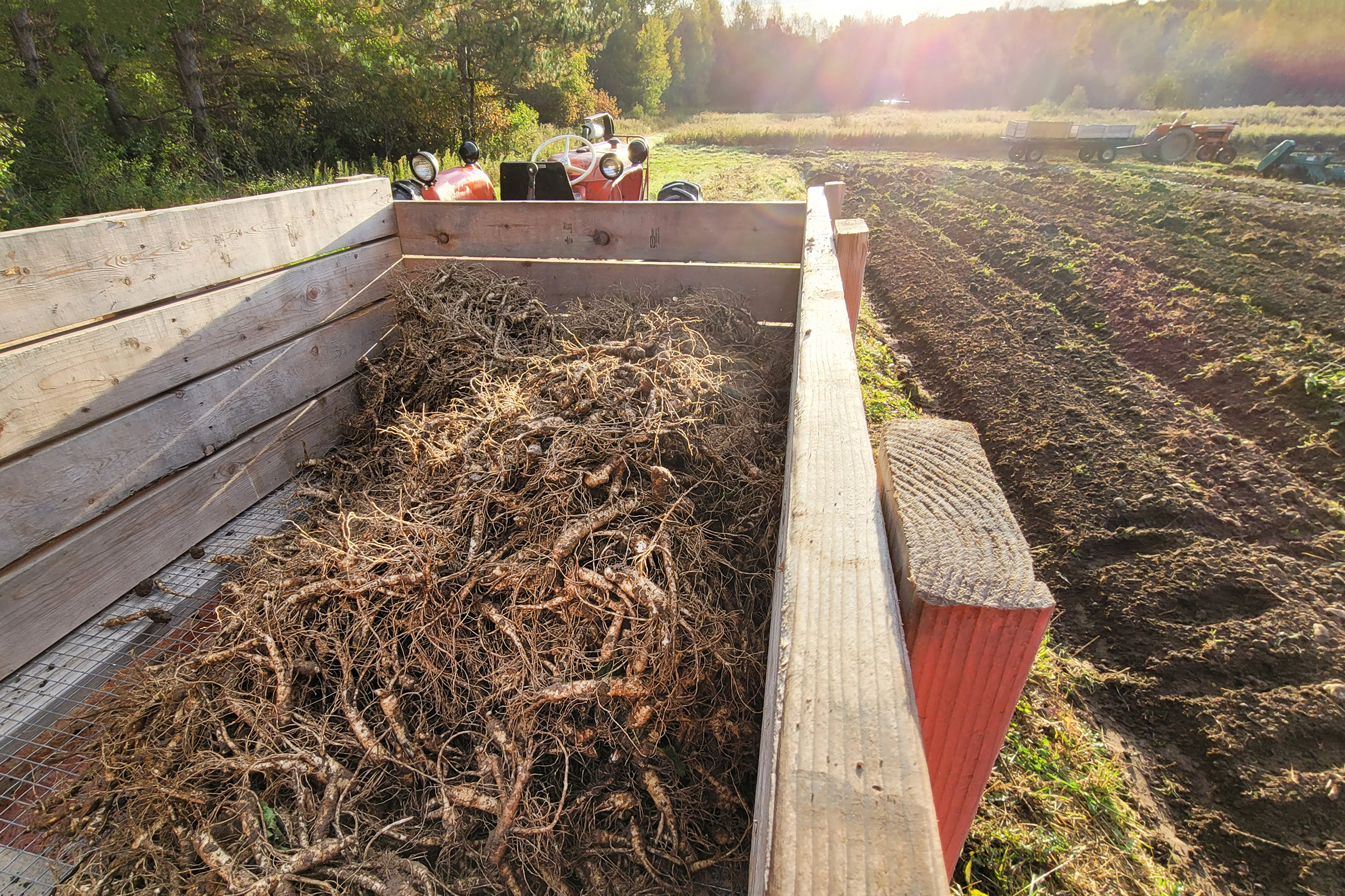 Freshly harvested ginseng roots in truck bed