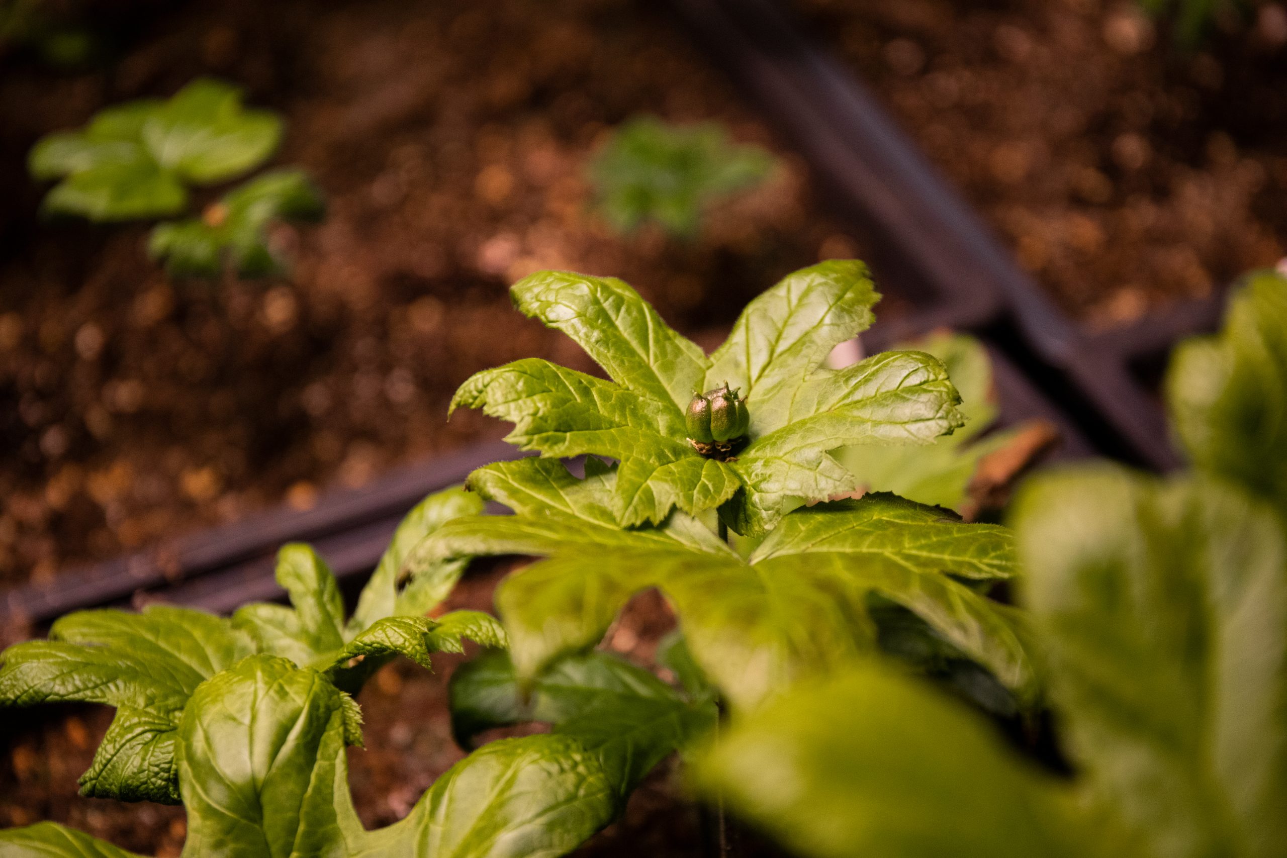 Cultivated goldenseal ready to bloom