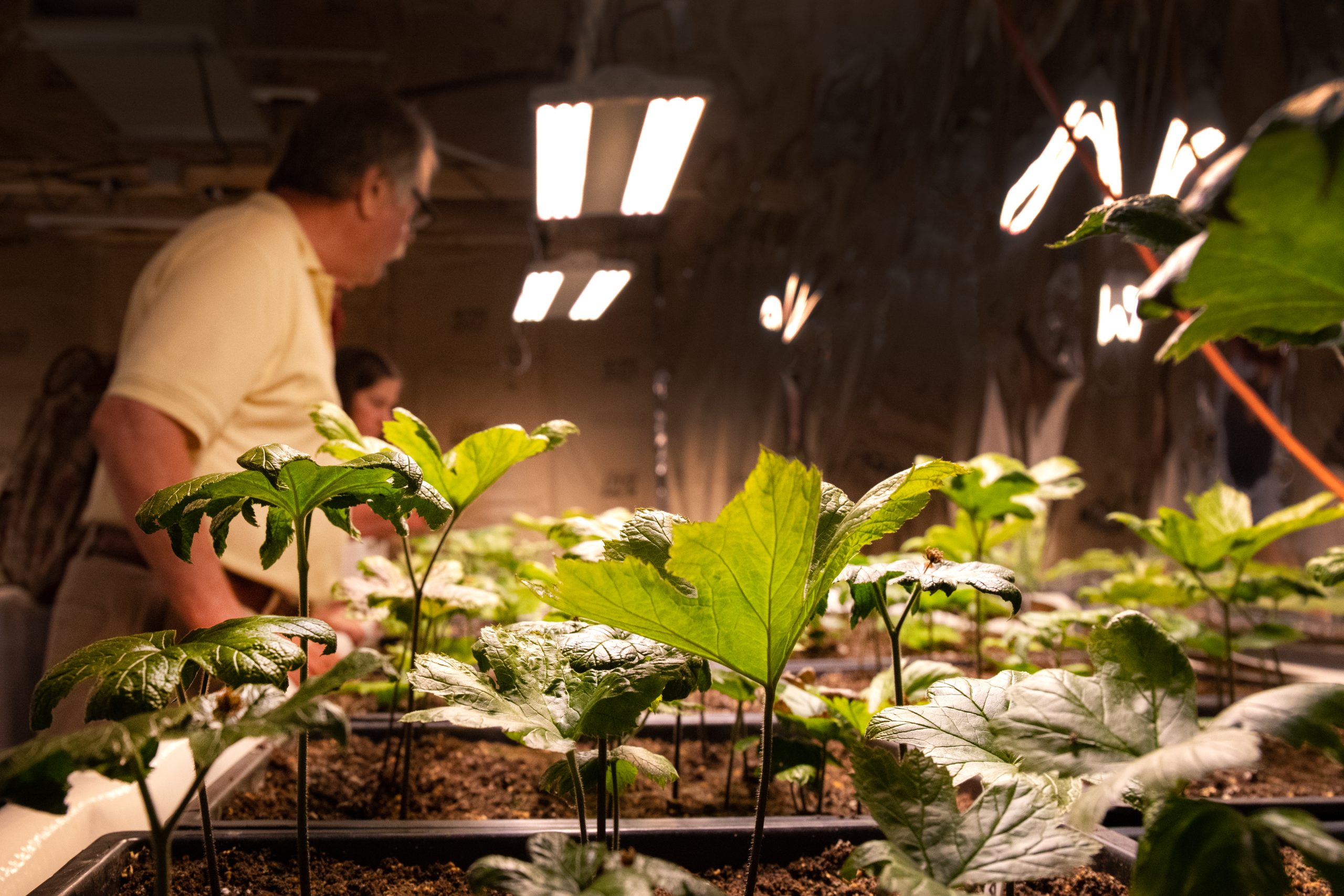Goldenseal being grown inside