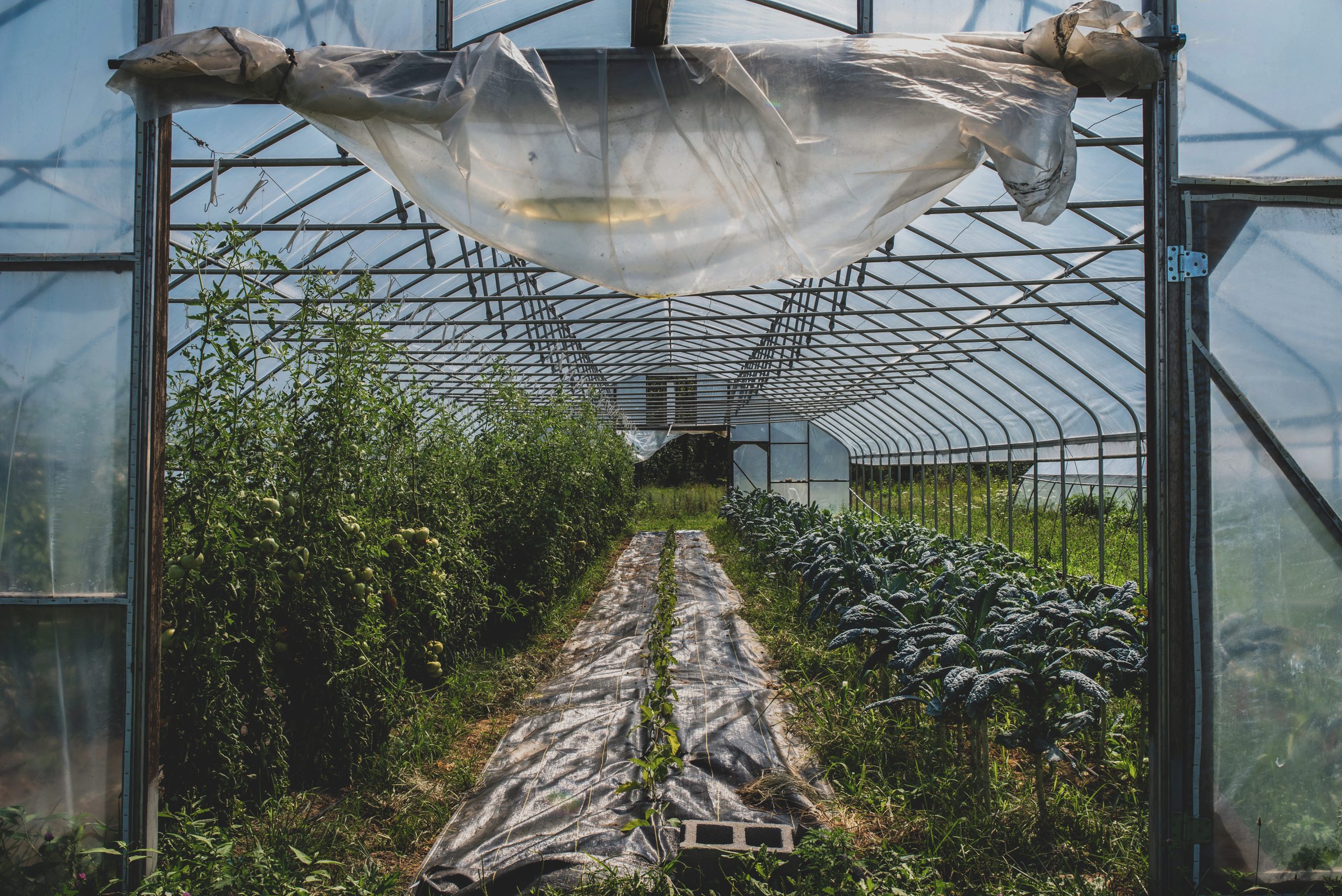 A view through the door of a green house planted with tomatoes and kale.