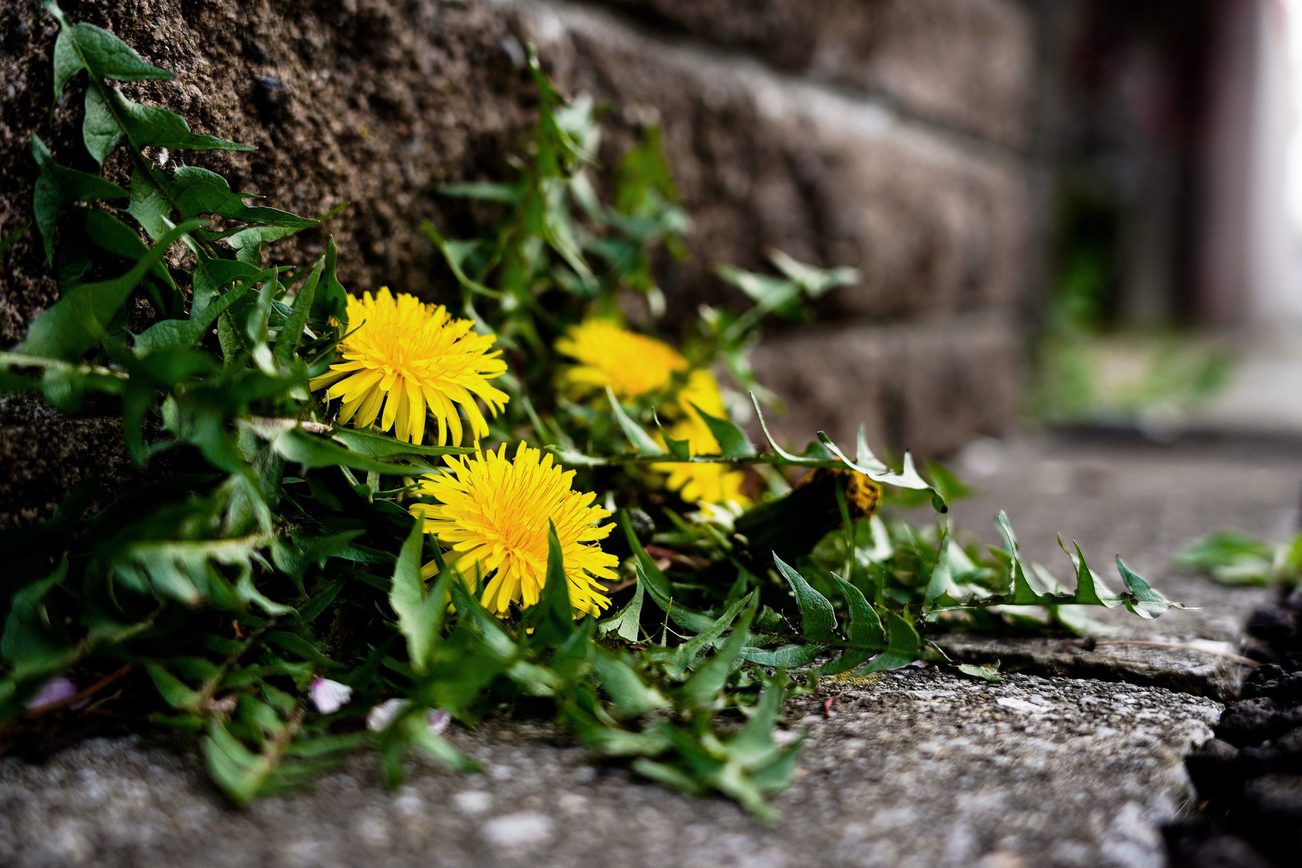 Herbal acessibility-Dandelion