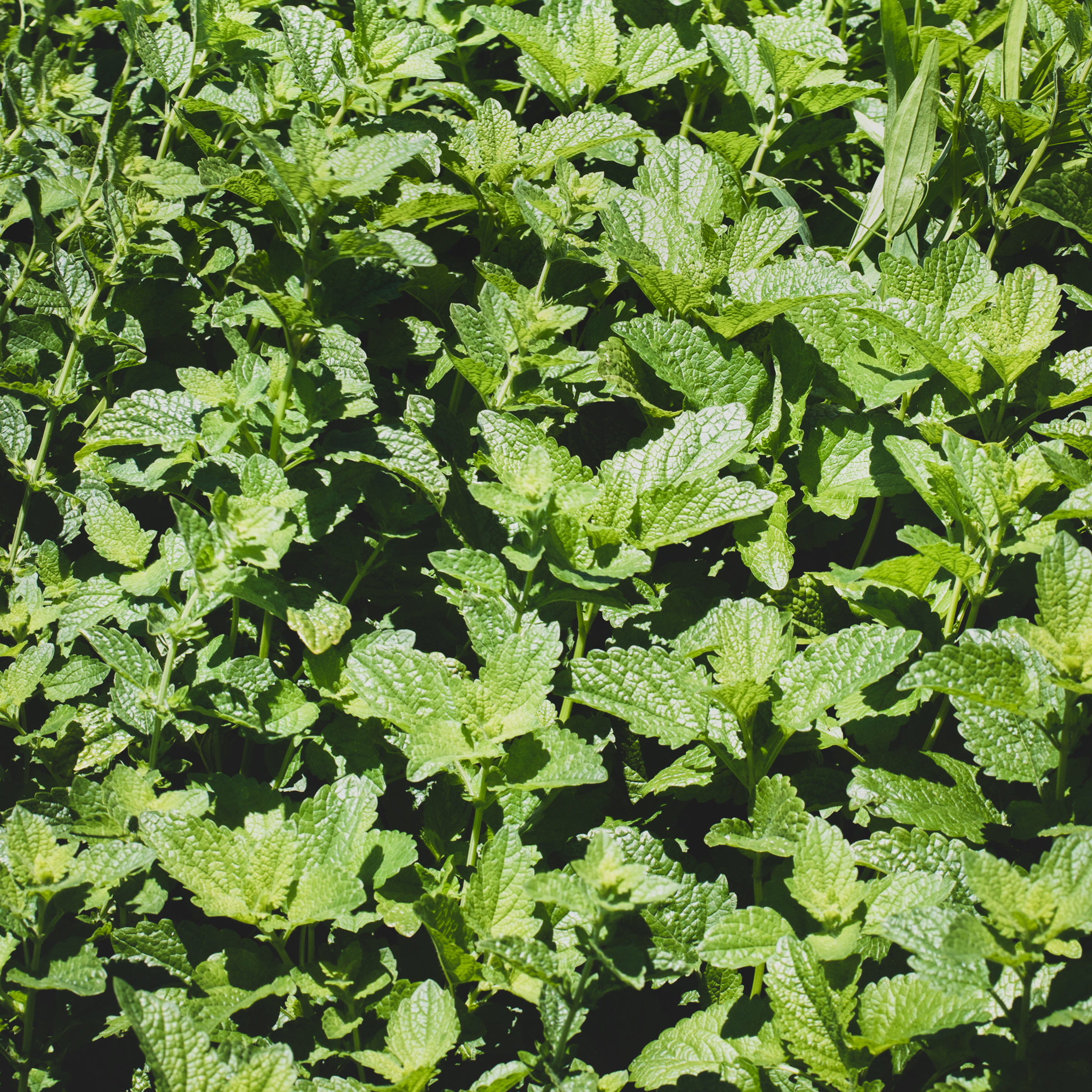 Herbs for Burnout - Lemon Balm