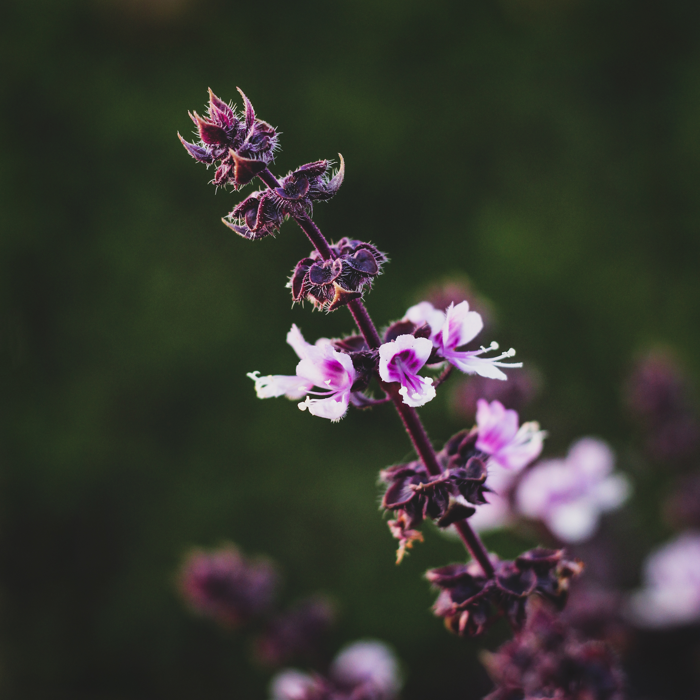 Herbs for Burnout - Tulsi