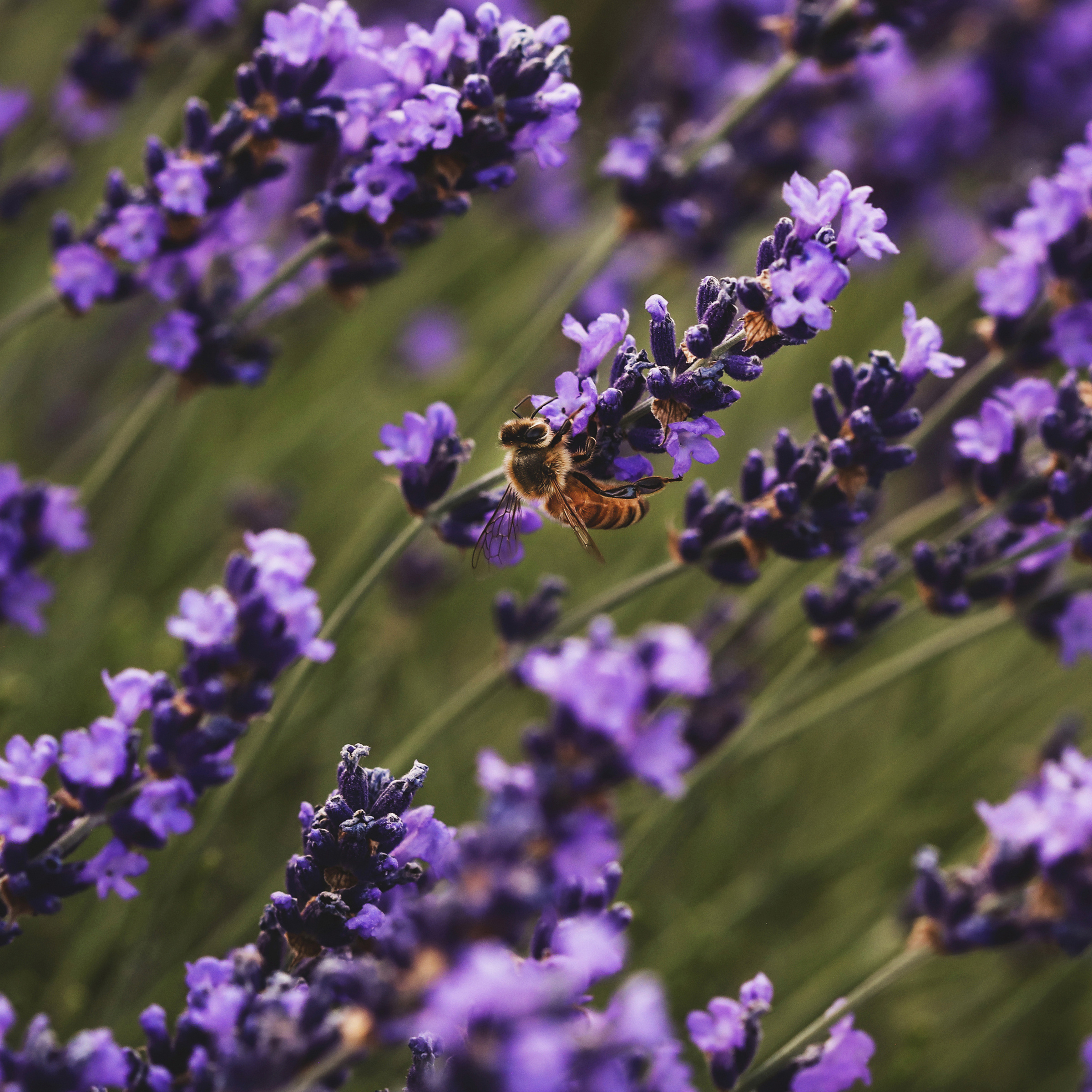 Vibrant lavender flowers in bloom