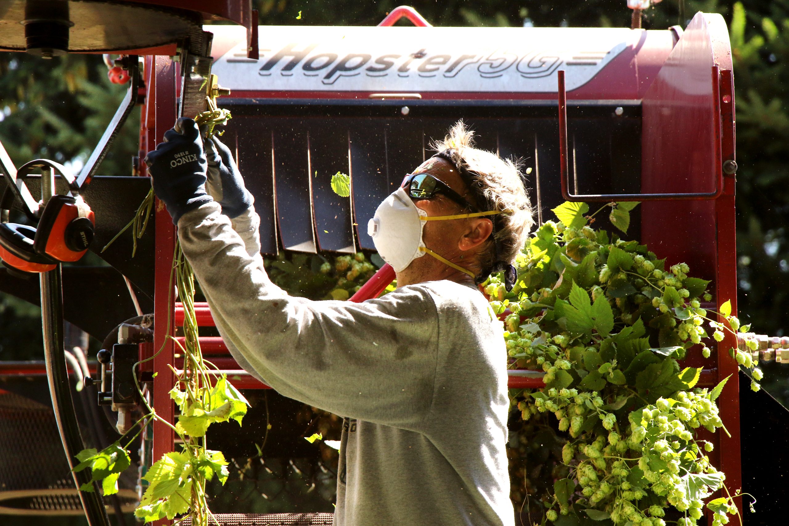 Farmer preparing a mechanical hop stripping machine for action with hops at the ready