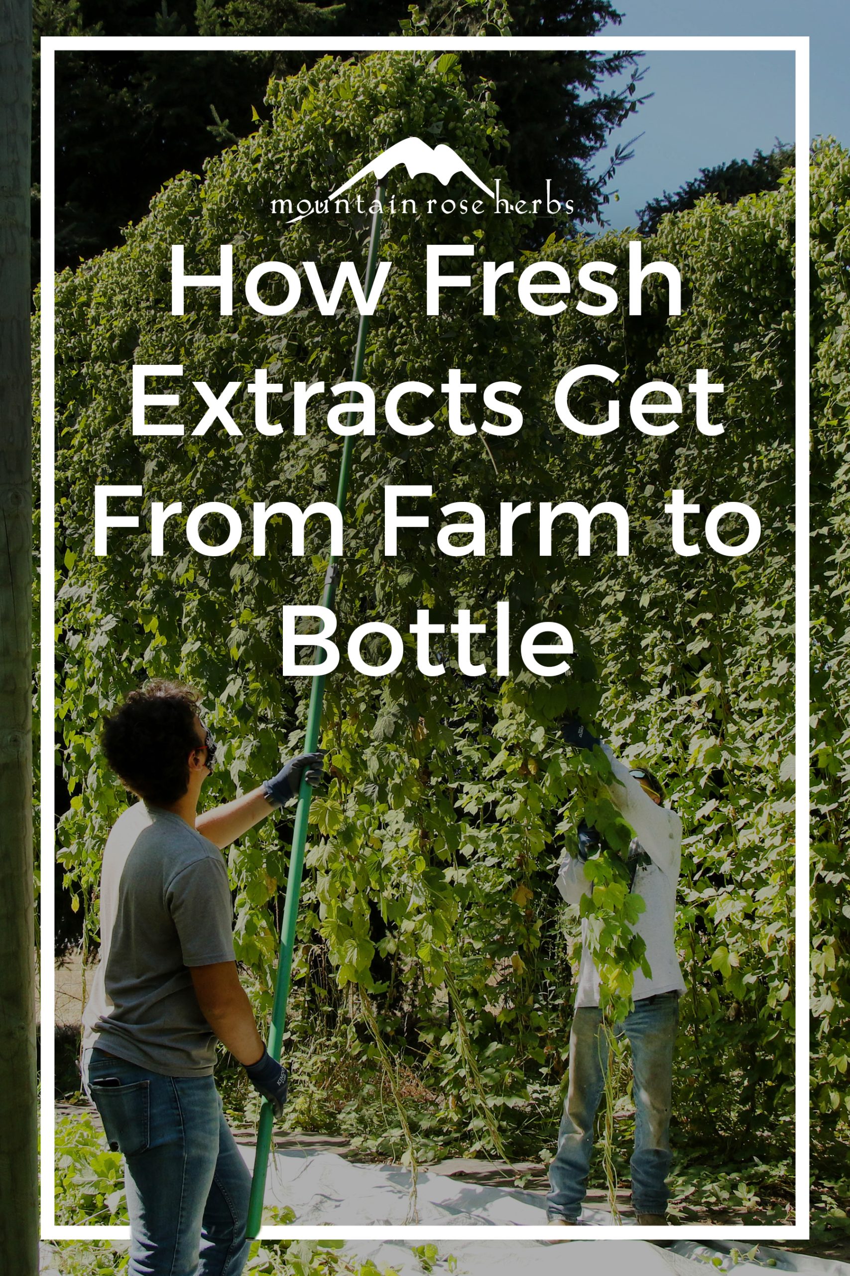 From Farm to Bottle: The Story of Our Hops Pinterest pin for Mountain Rose Herbs