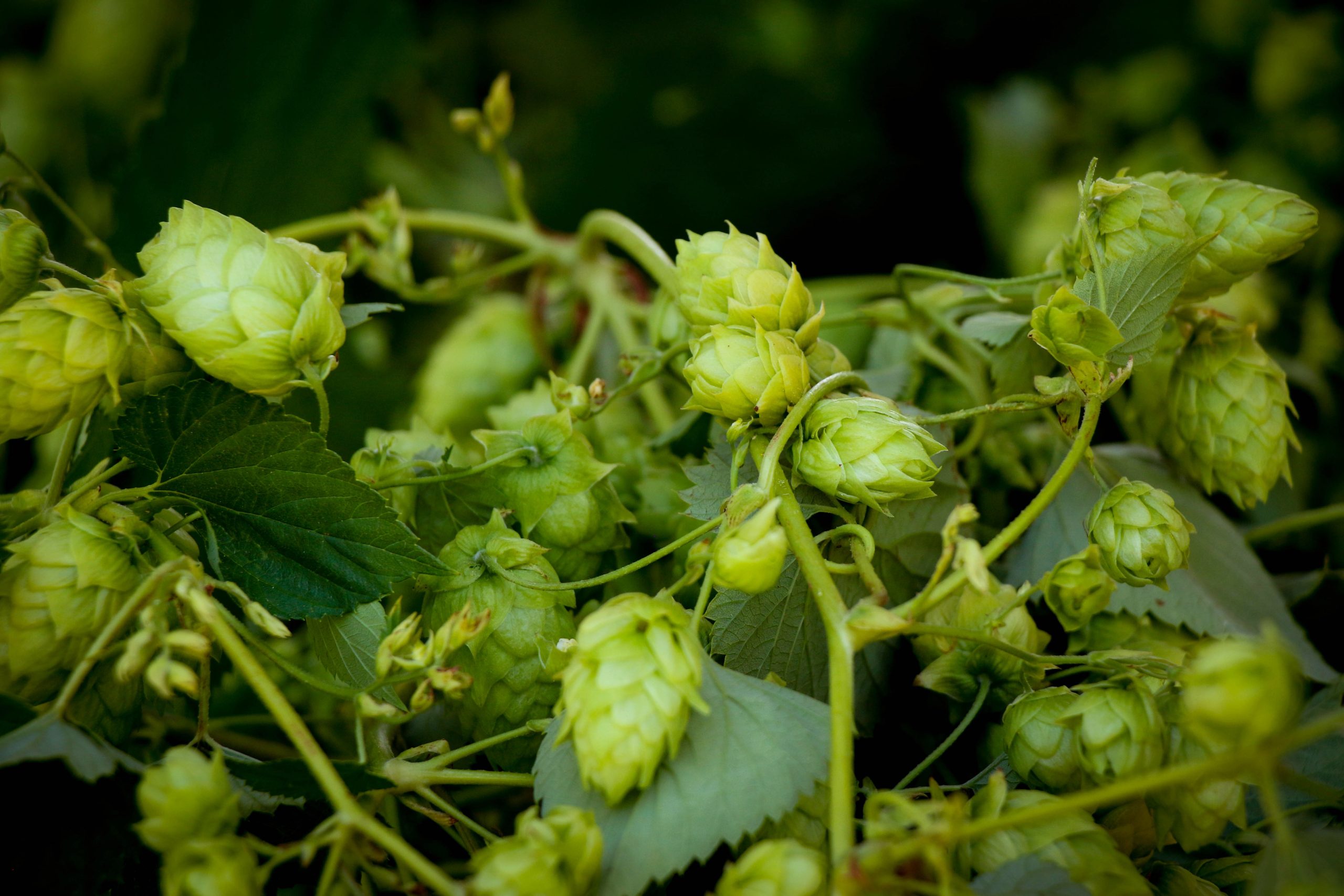 Beautiful hops flowers still on the vine after harvest