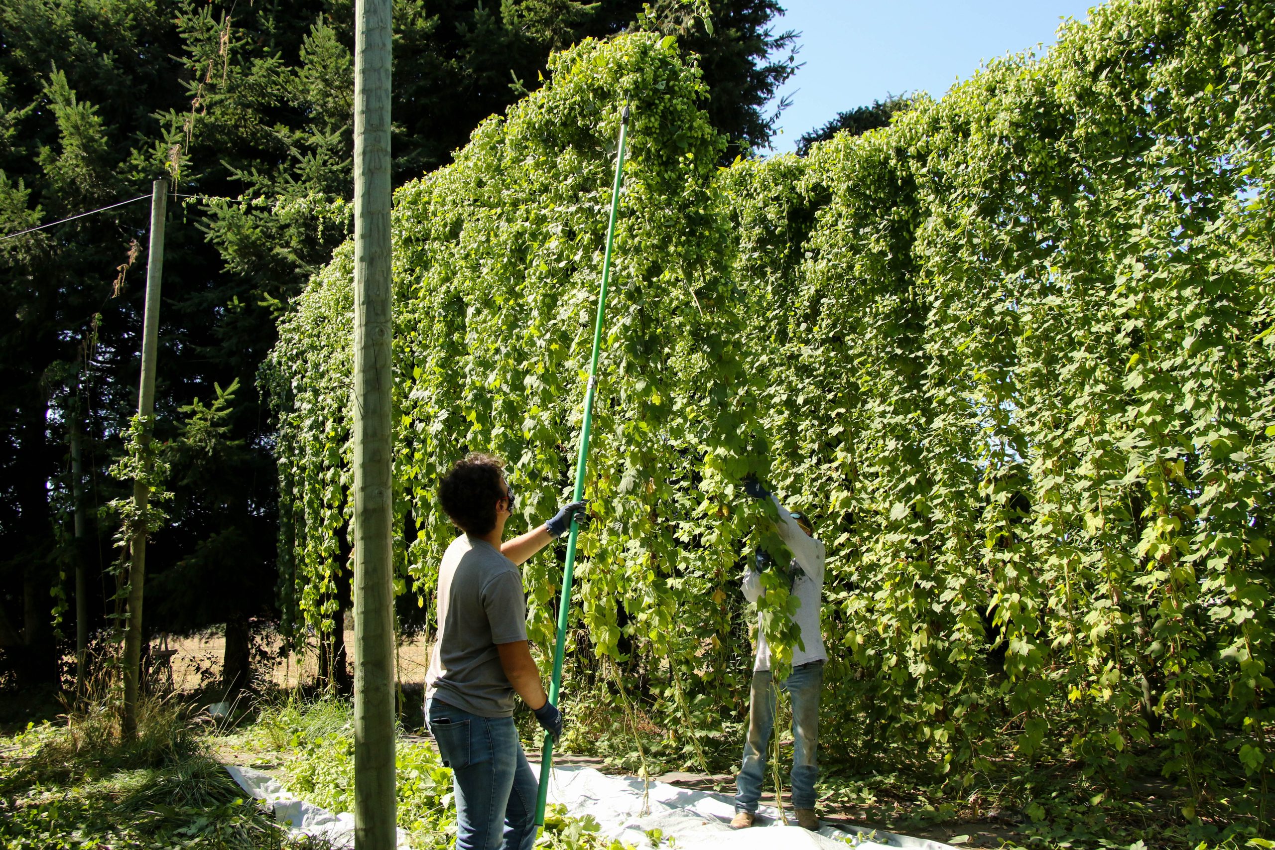 Organic hops plants being cut down from their trellises for harvest.