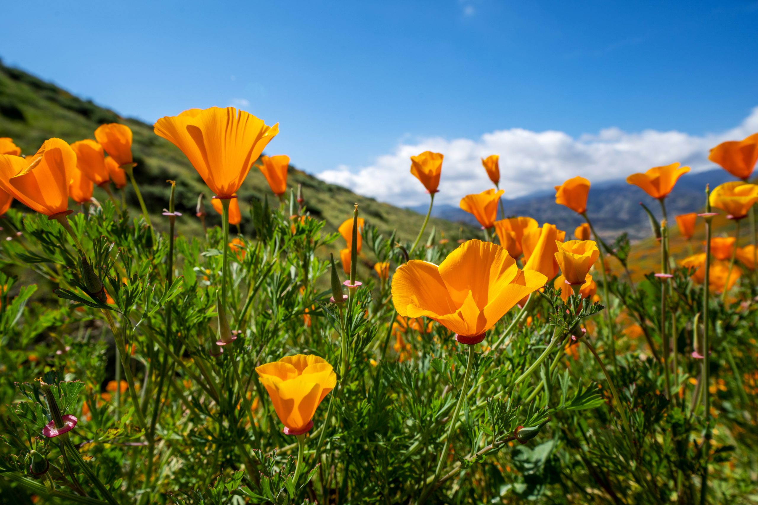 Indigenous Leadership Cali Poppies