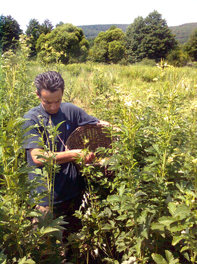 Meadowsweetharvest