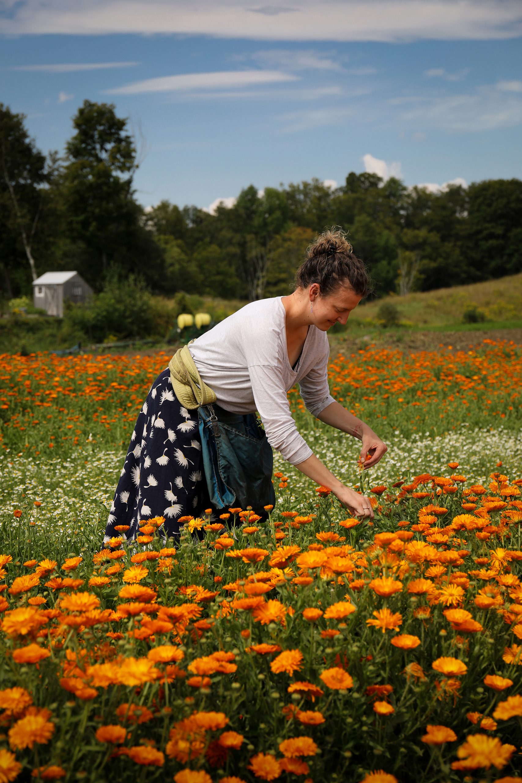A farmer in a field of calendula picks fresh blooms