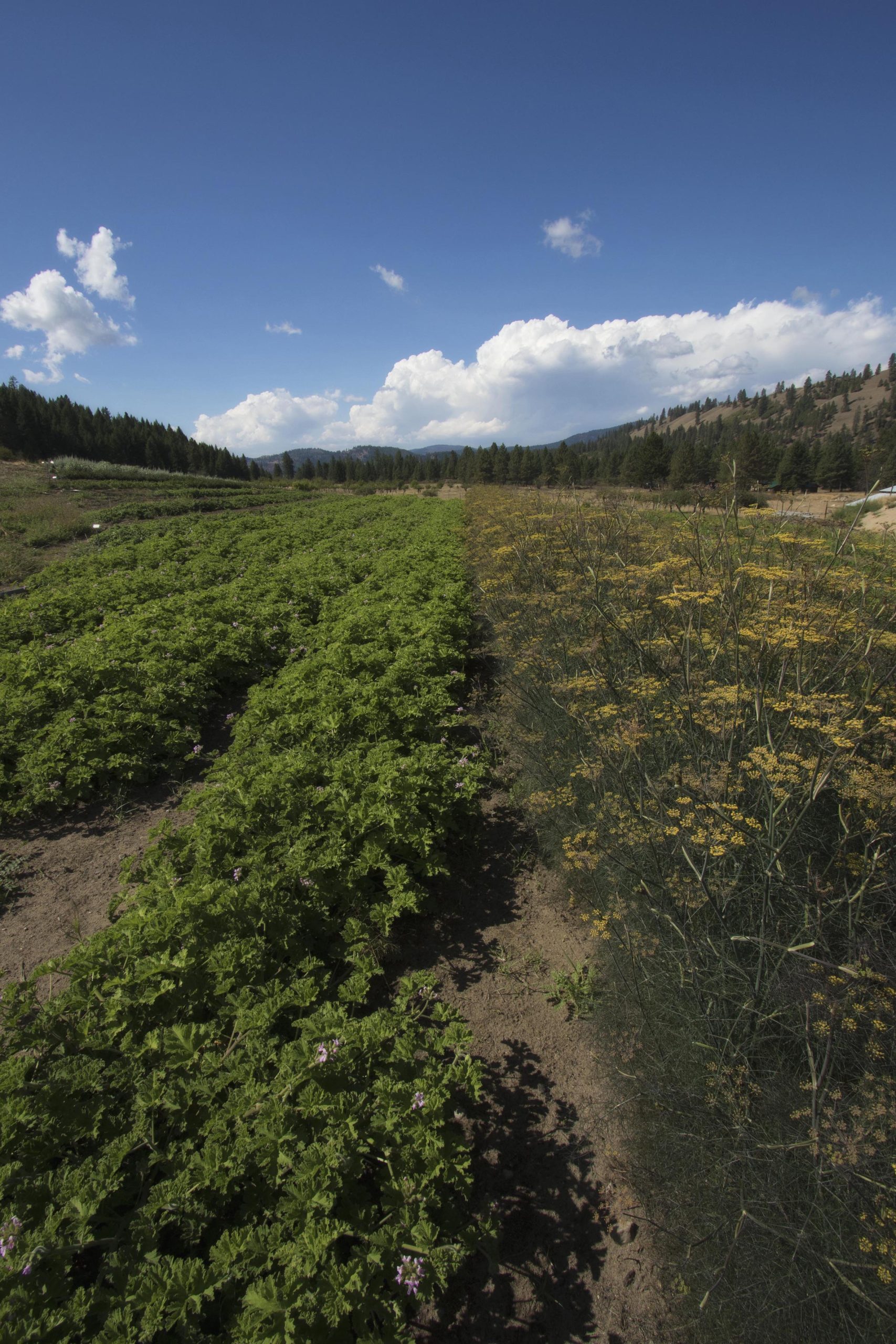 Rows of organically grown herbs grows abundantly