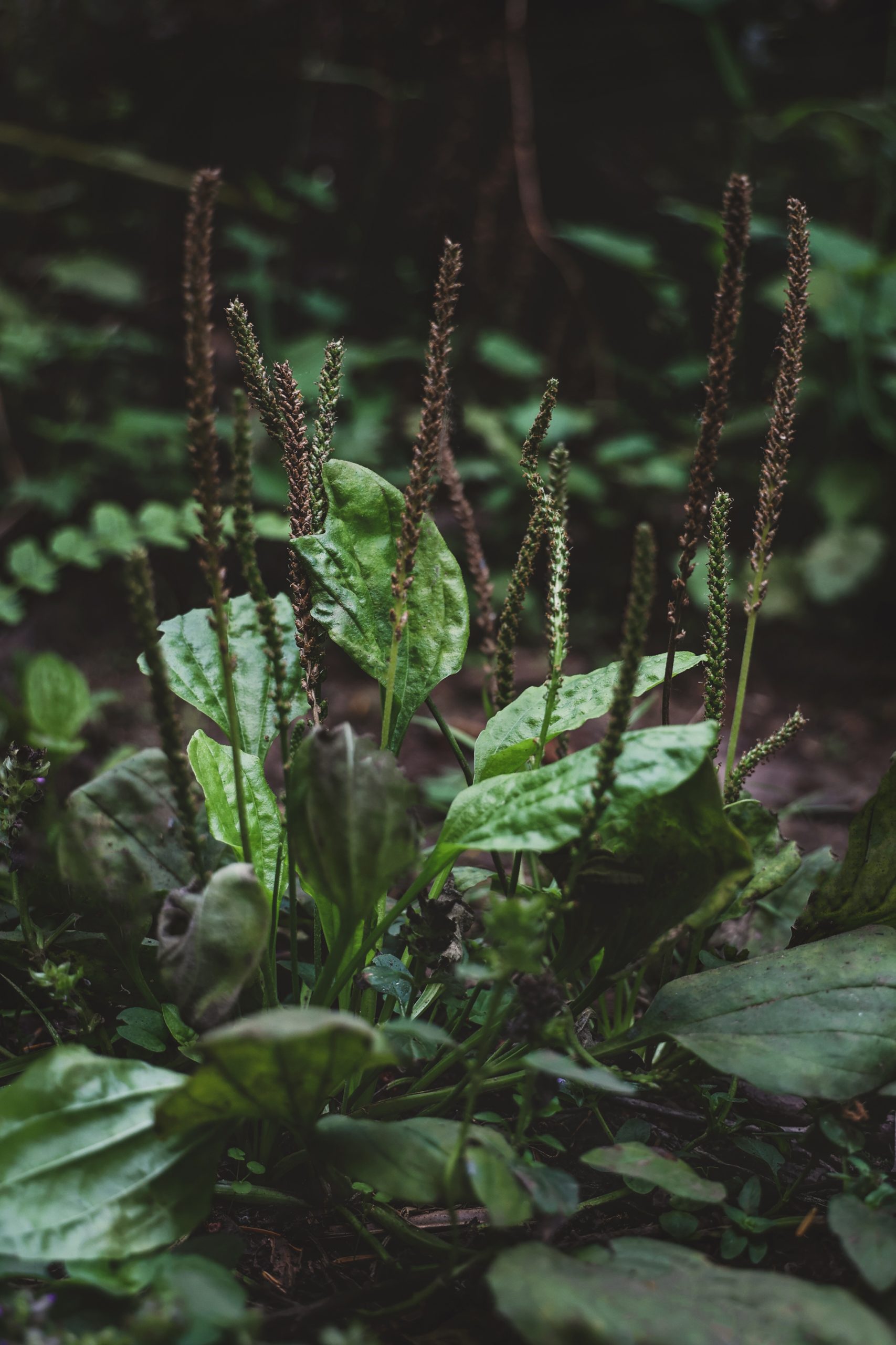 Plantain plant cluster. 