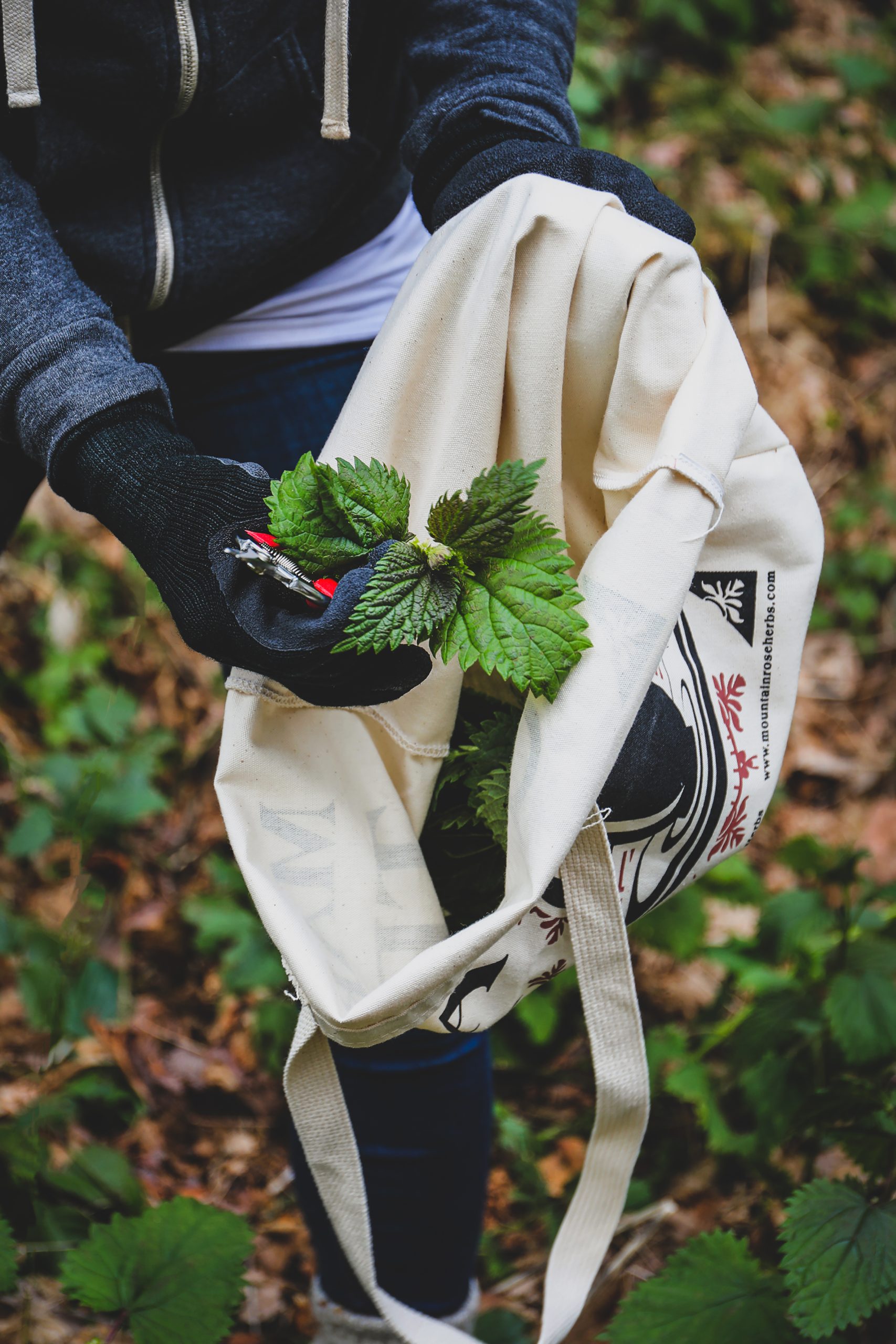 Nettle Harvesting -2
