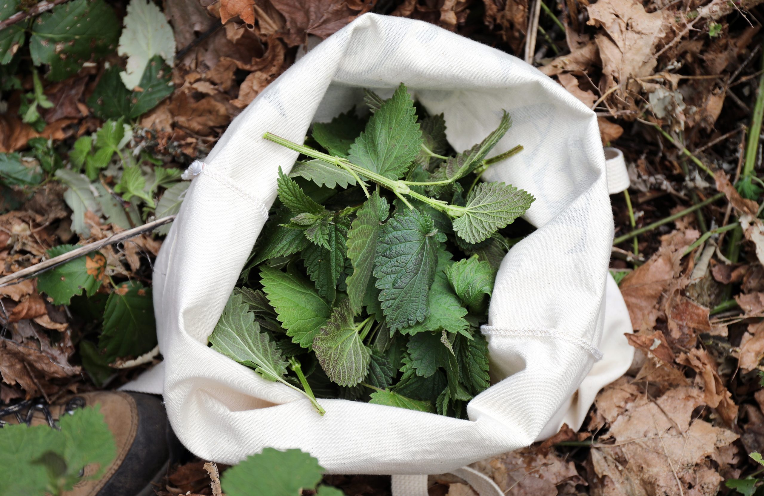 Canvas tote bag filled with nettle leaves sitting in forest ground