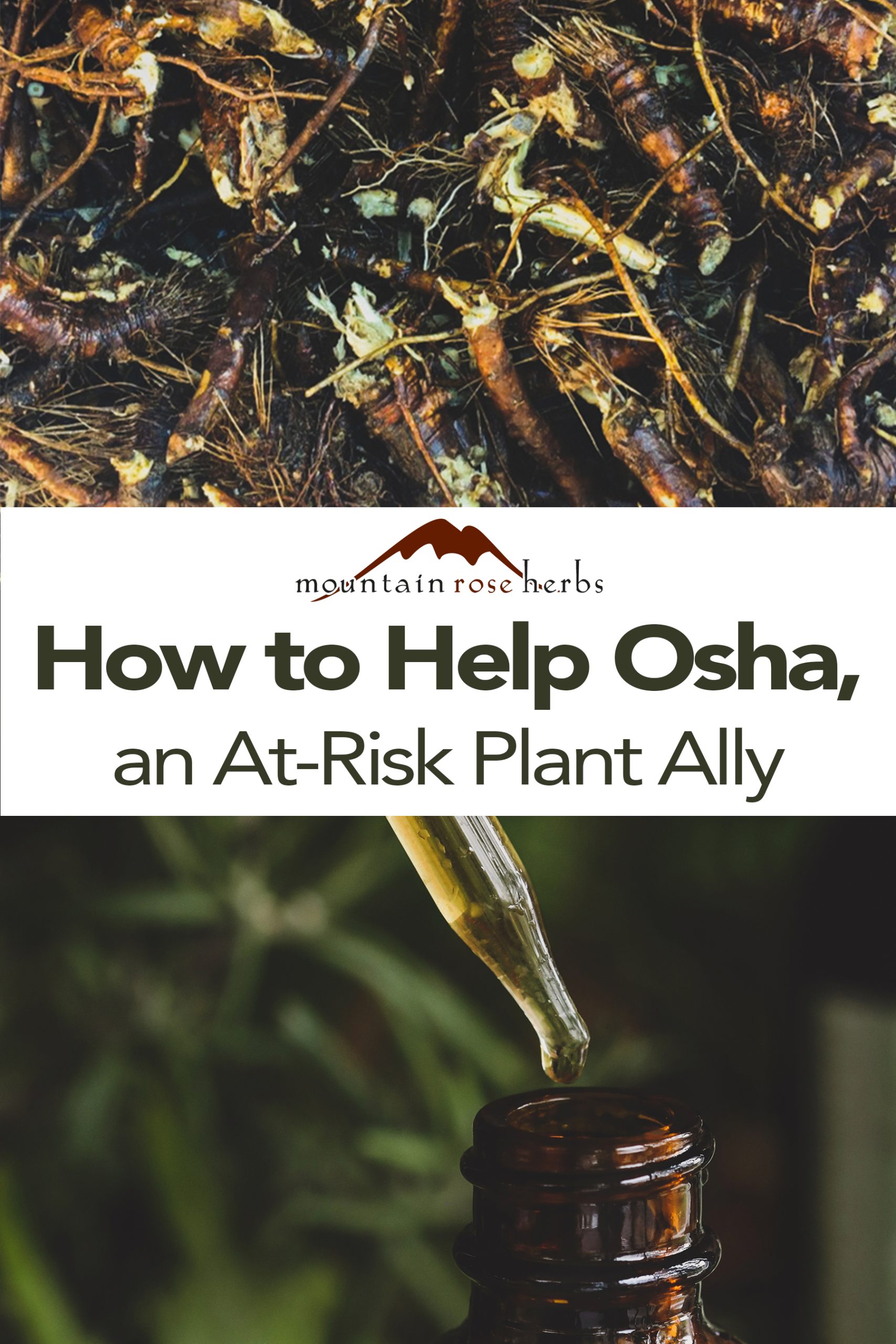 Osha Pinterest pin for Mountain Rose Herbs