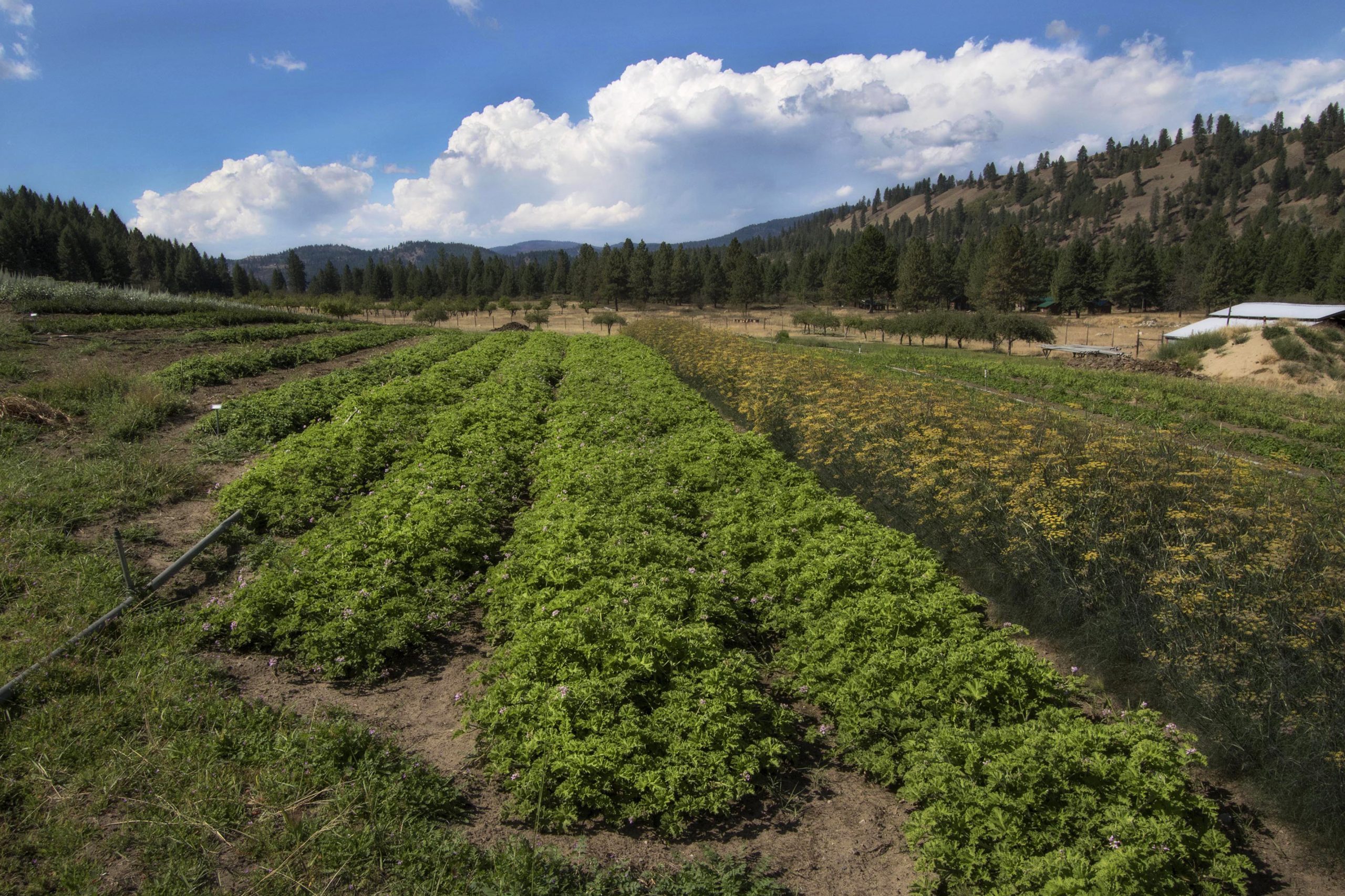 PNW Farms_Farm Rows
