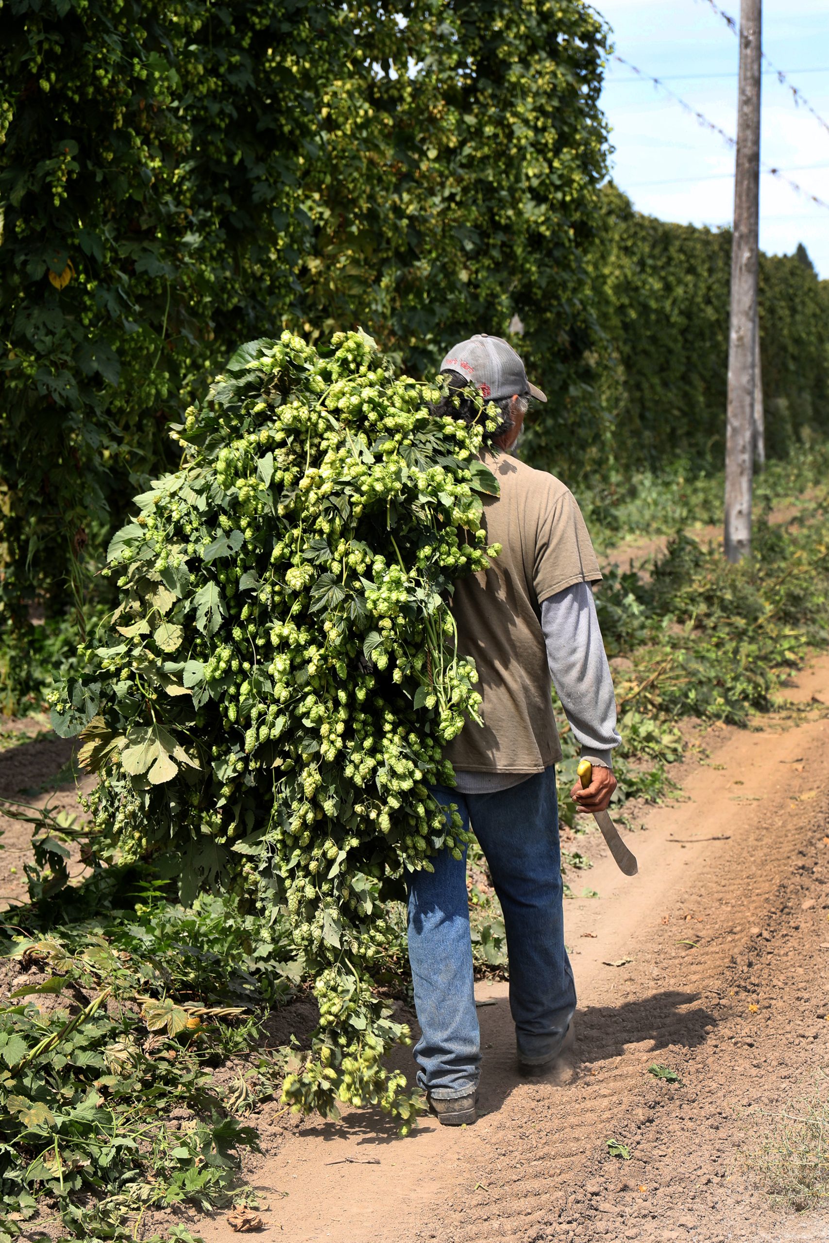 PNW Farms_Hops Farmer
