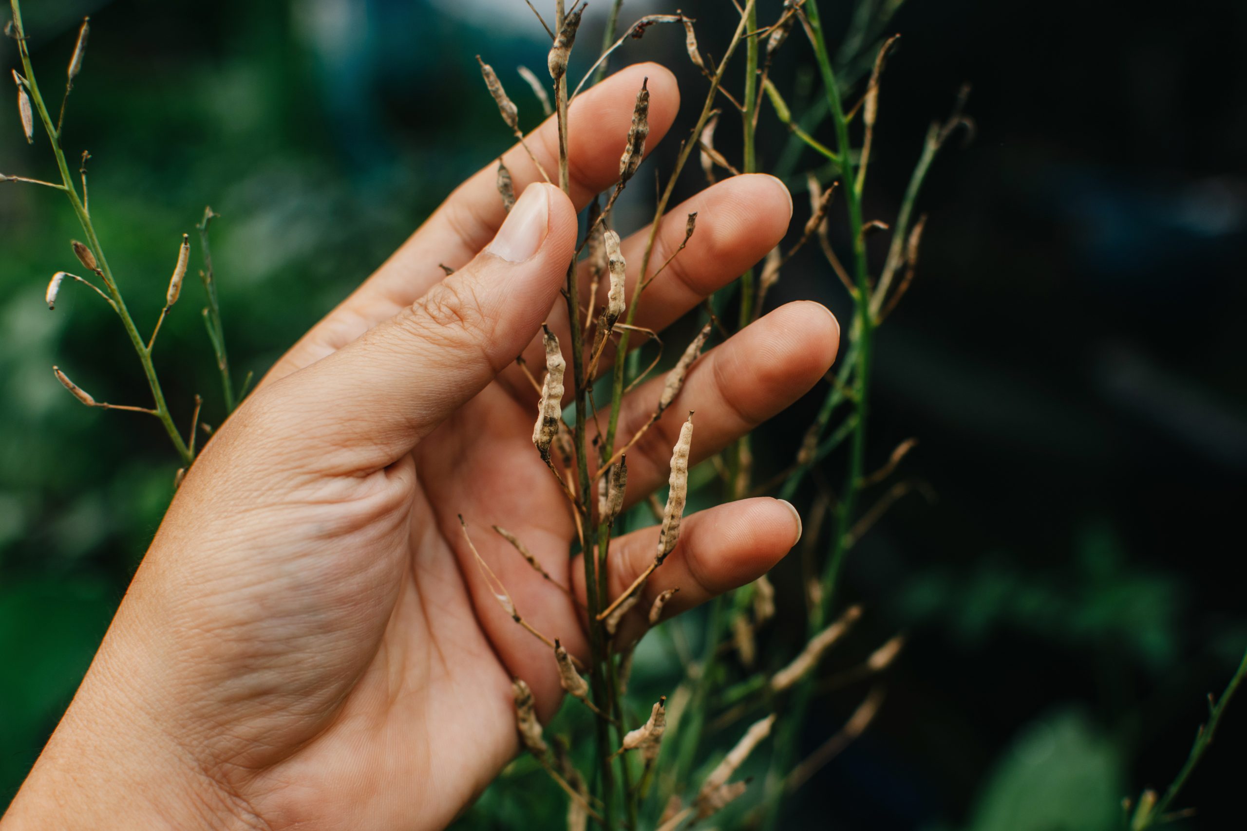 A hand holds dried seed pods