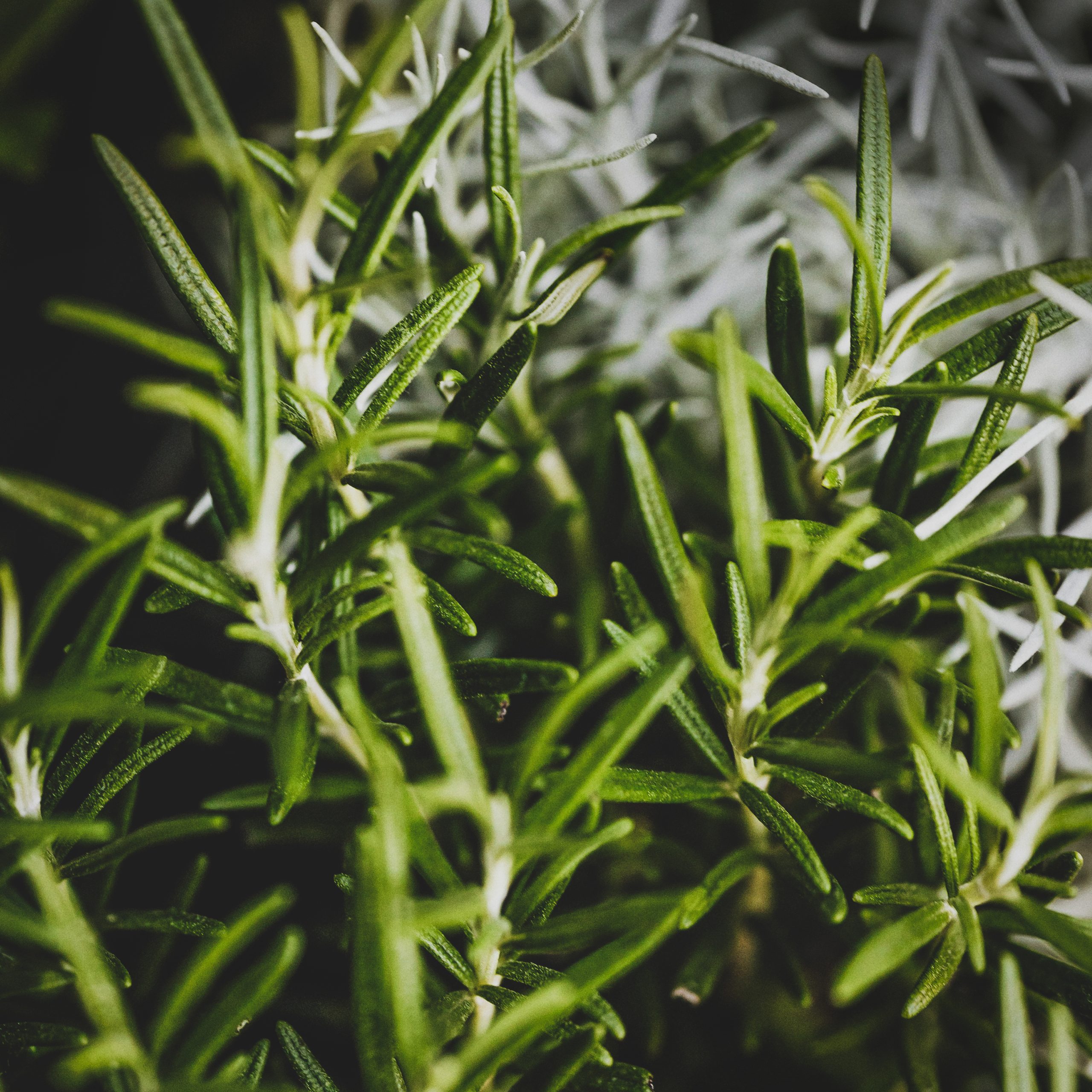 Fresh rosemary grows