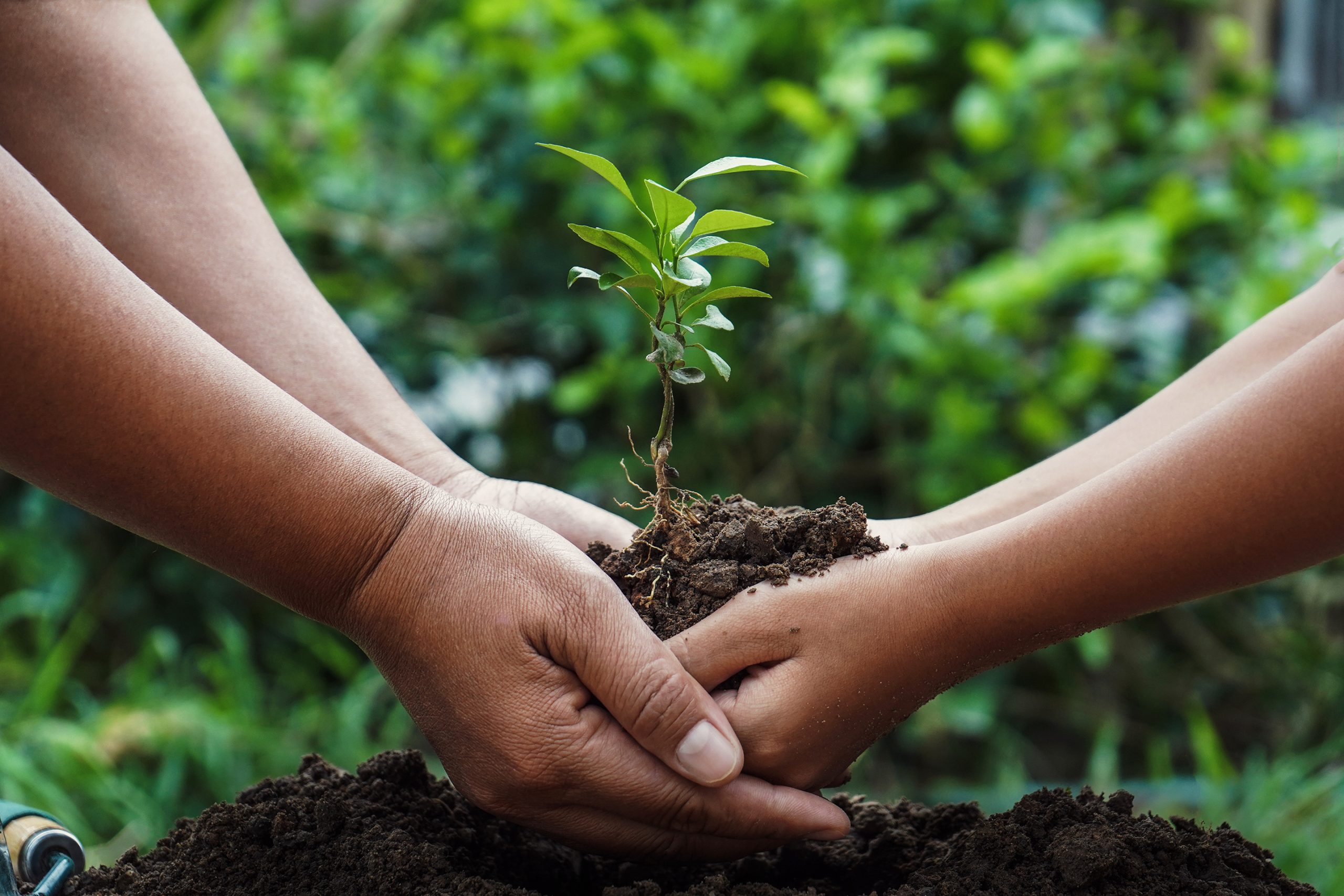 Two sets of hands cup a seedling above a freshly turned pile of soil